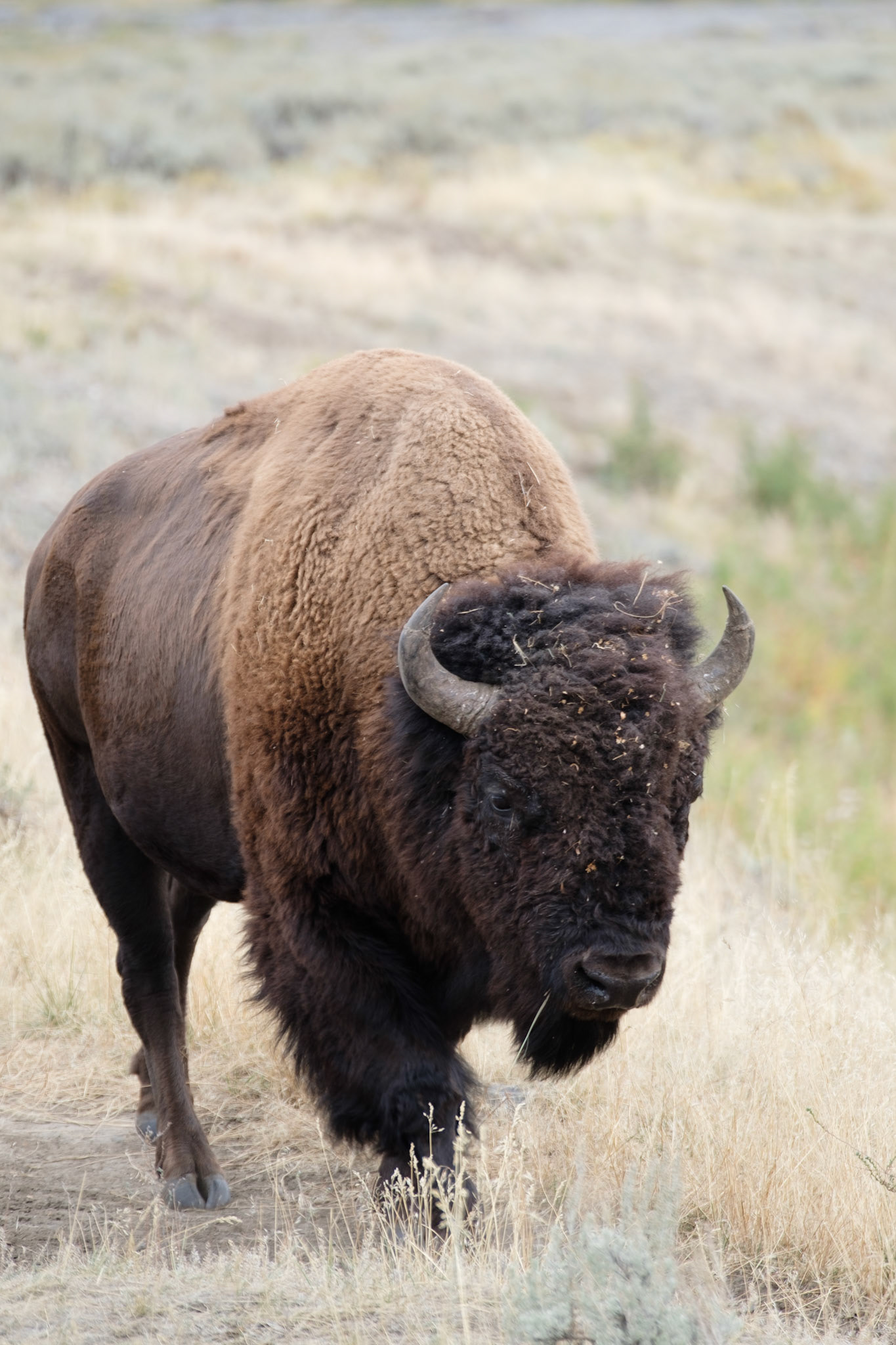 Bison, Yellowstone