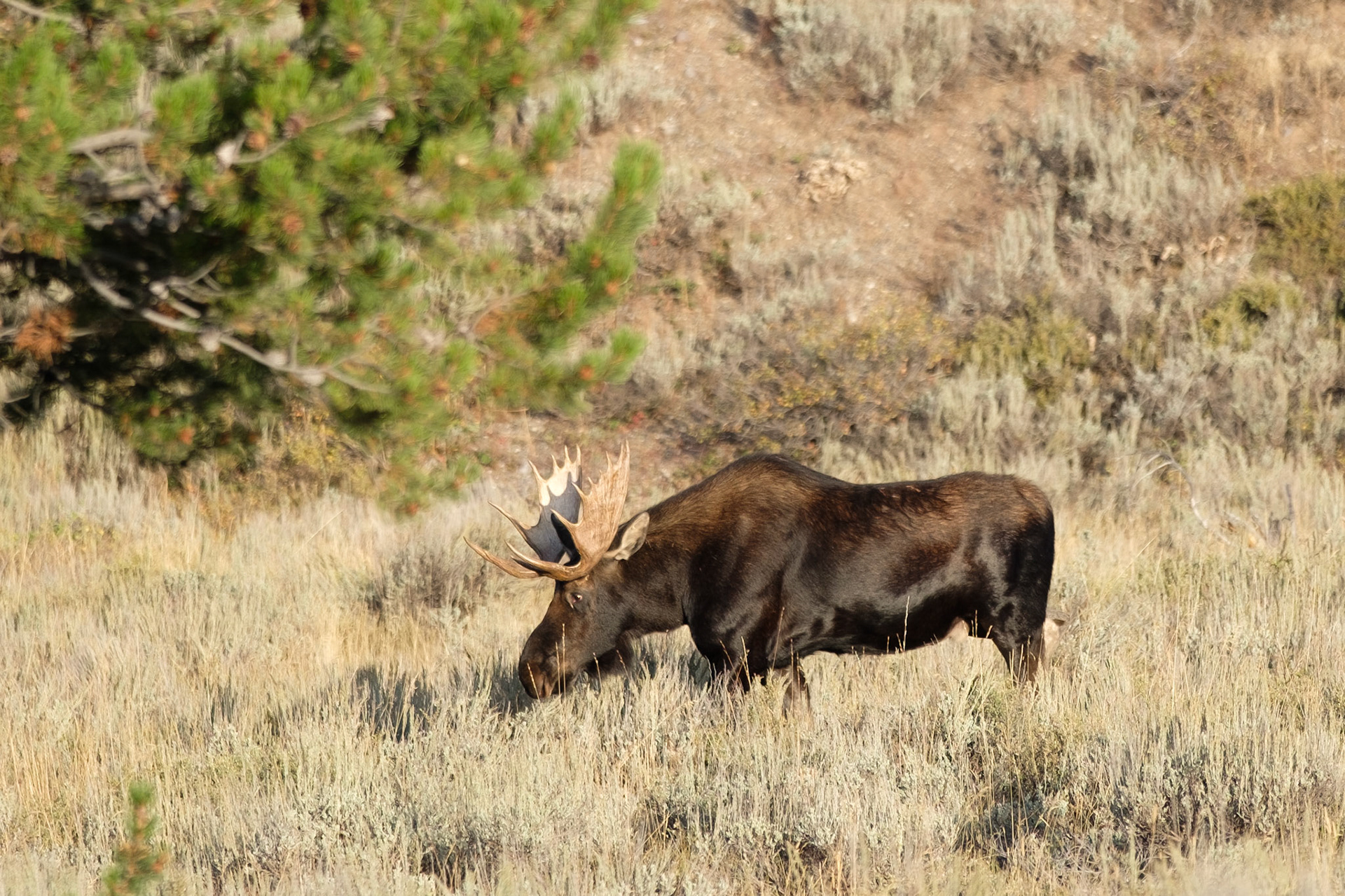 Bull moose