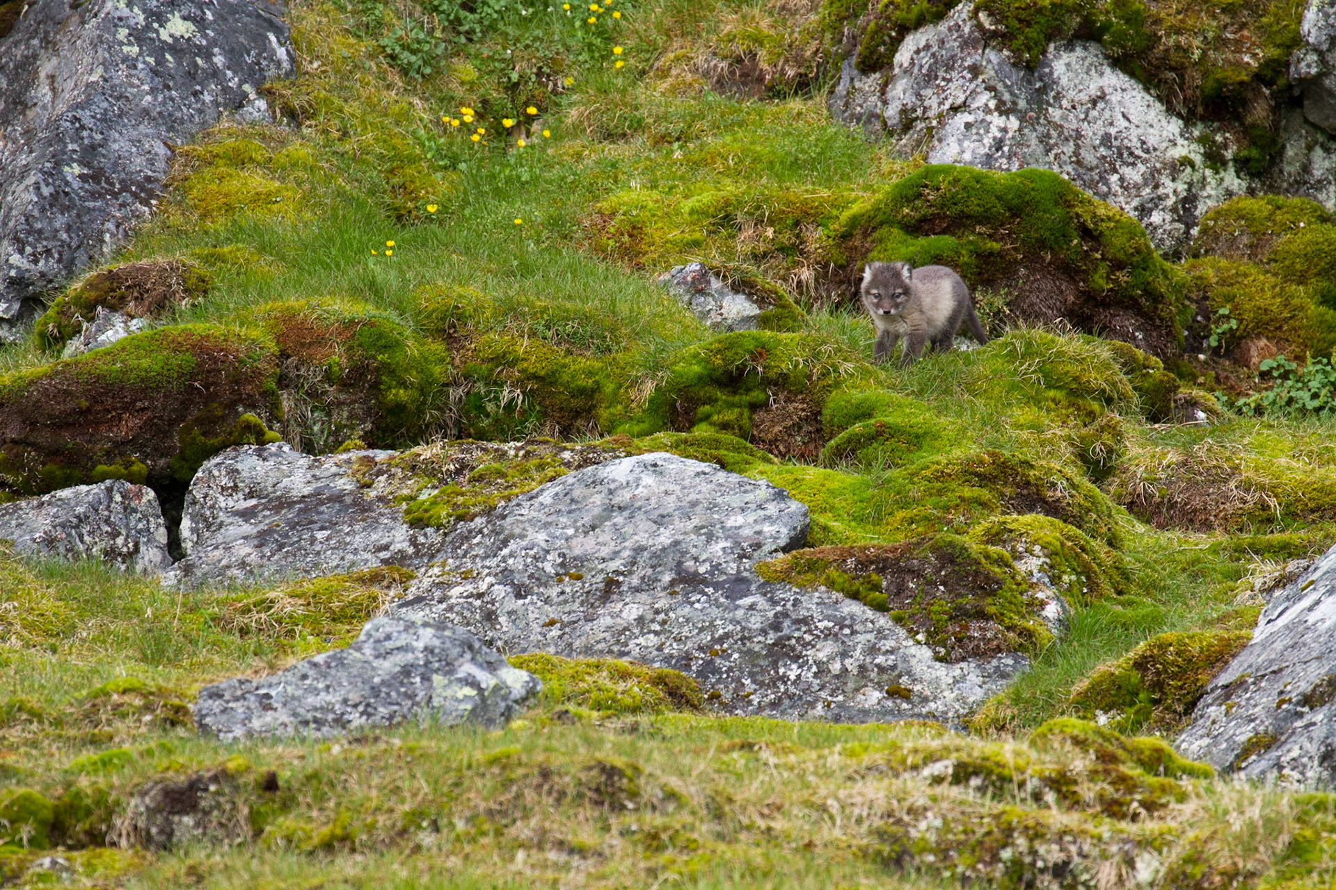Arctic fox kit