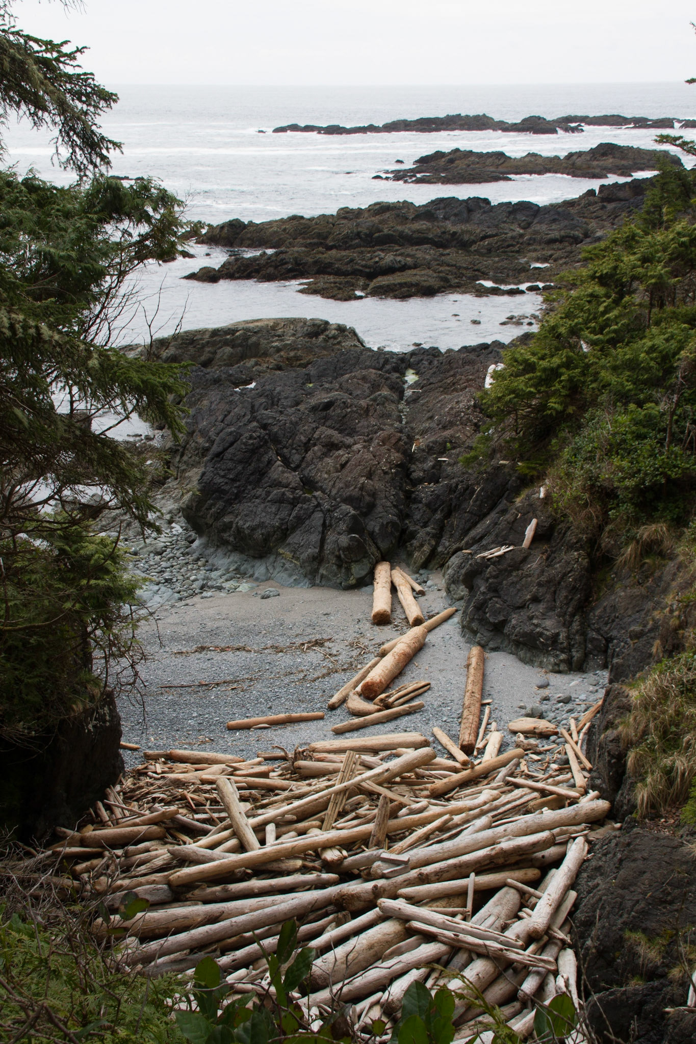Driftwood, Wild Pacific Trail