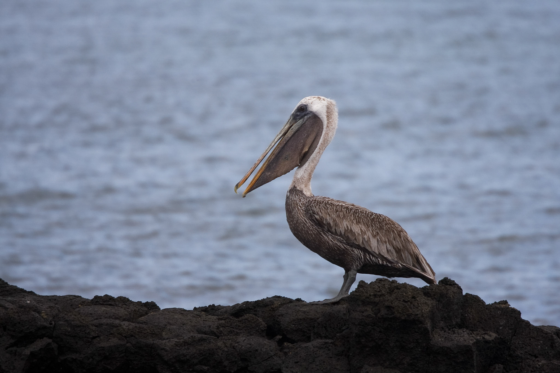 Brown pelican