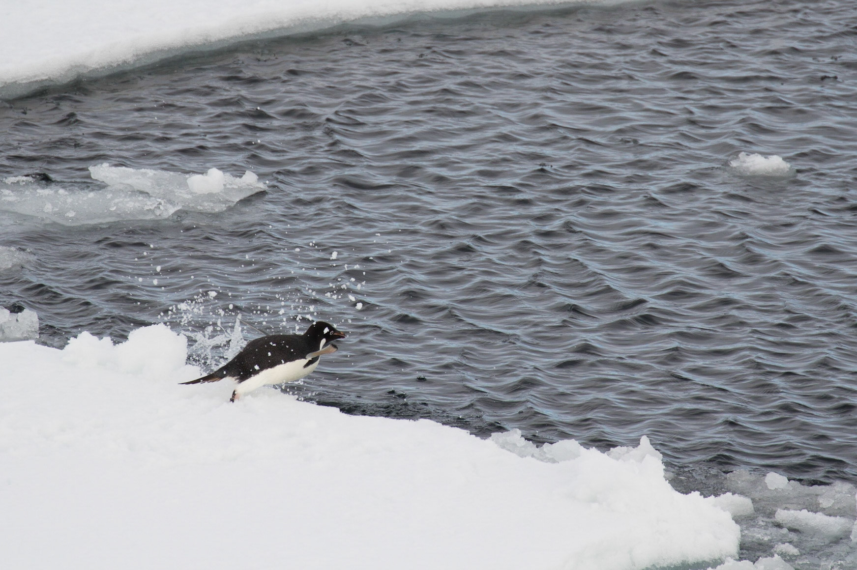 Adelie penguin entering the water