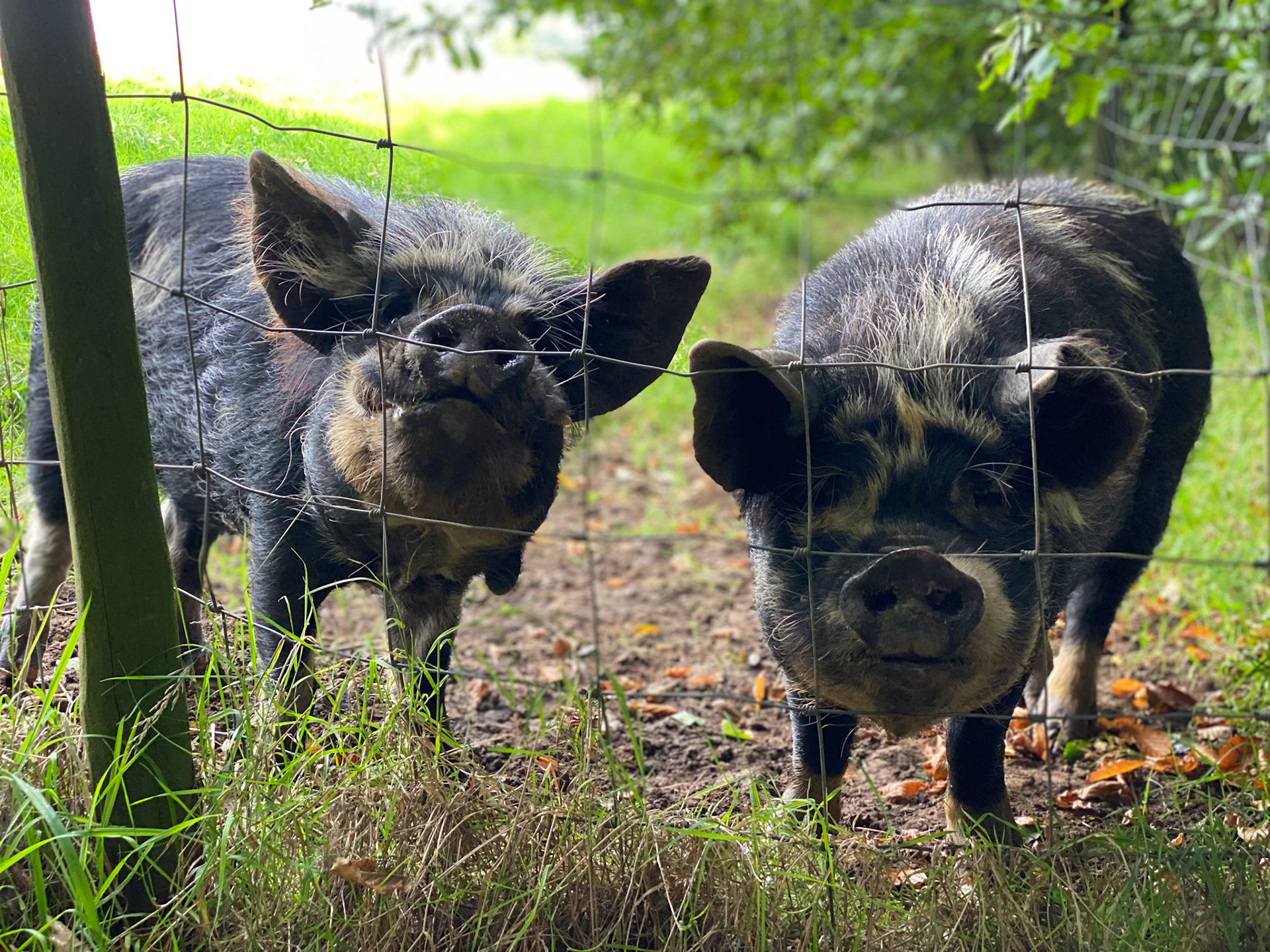 Pigs at Ten Acres Vineyard