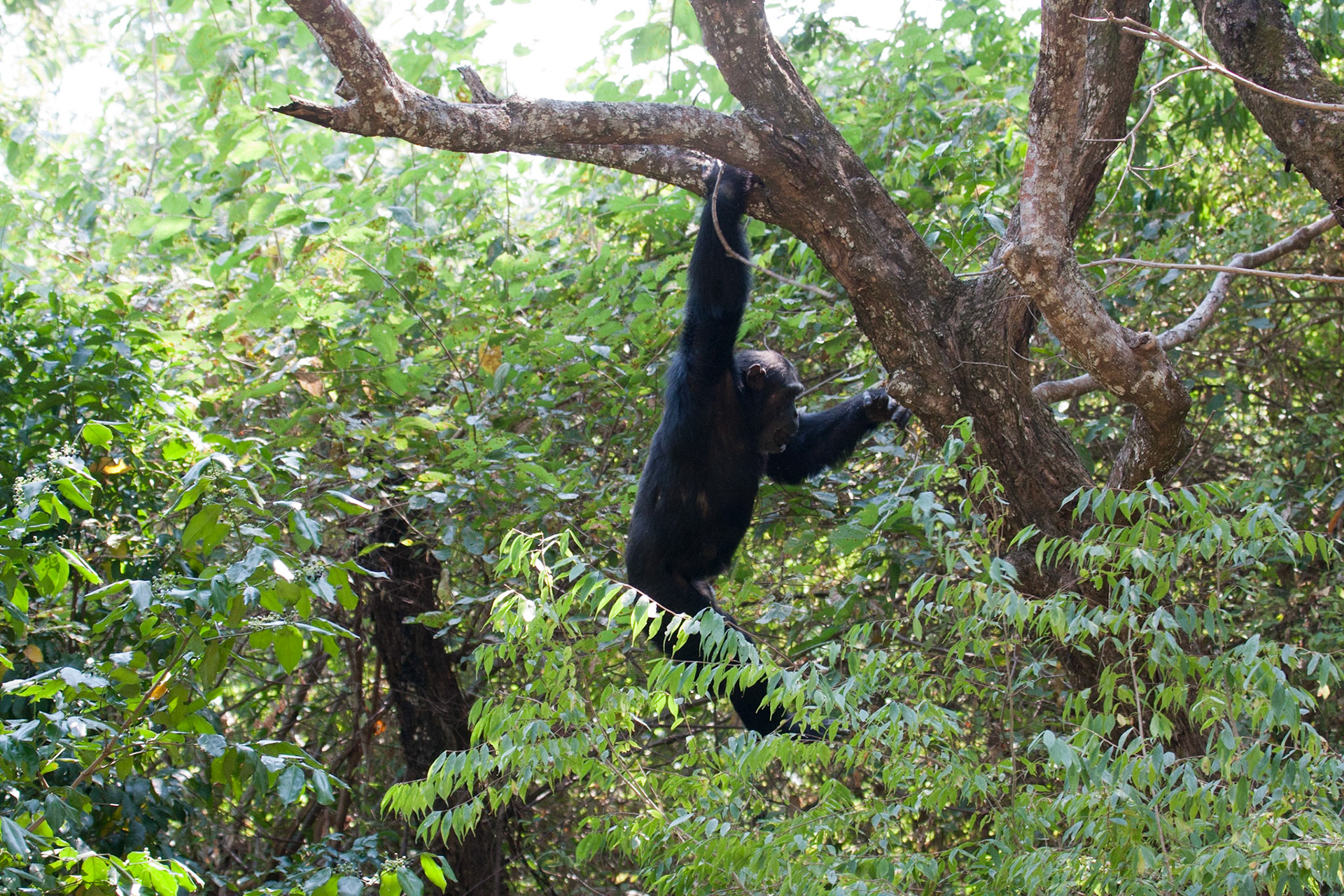 Swinging through the trees