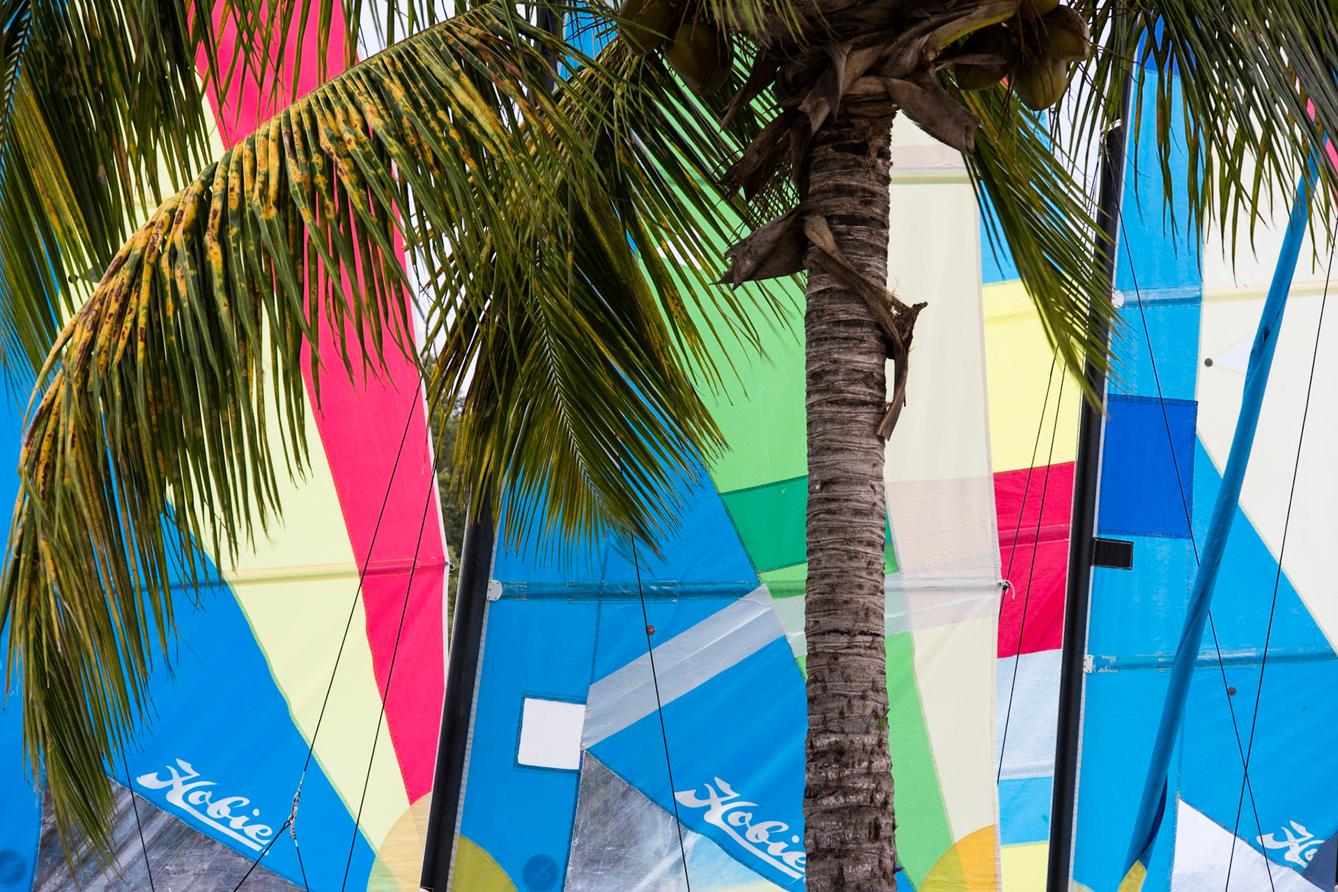 Hobies at Carlisle Bay