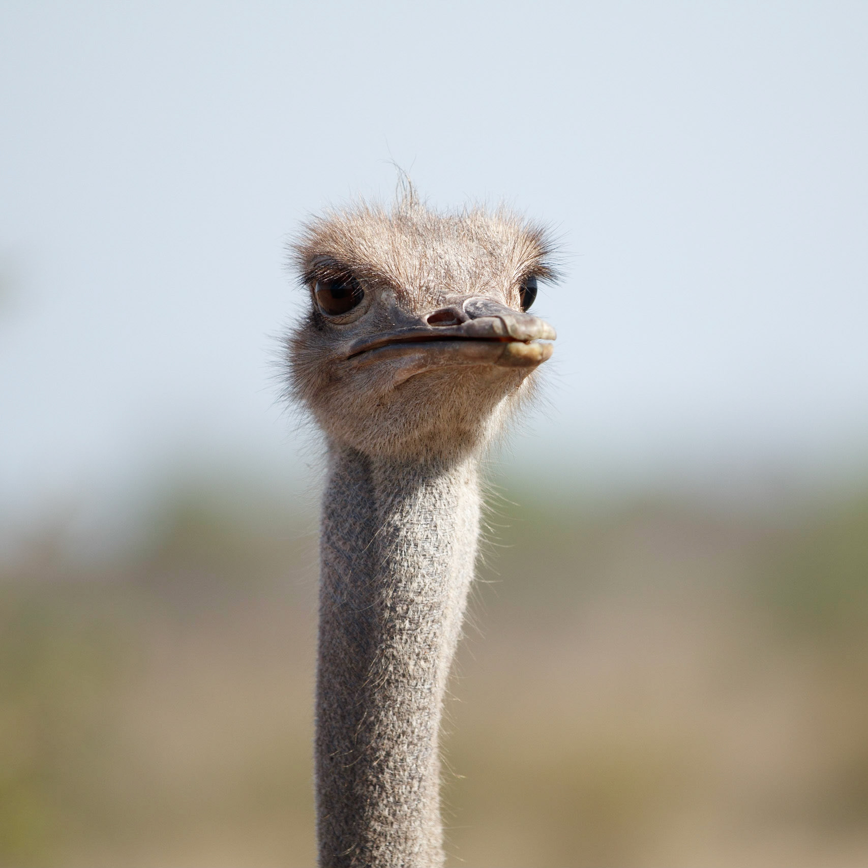 Ostrich