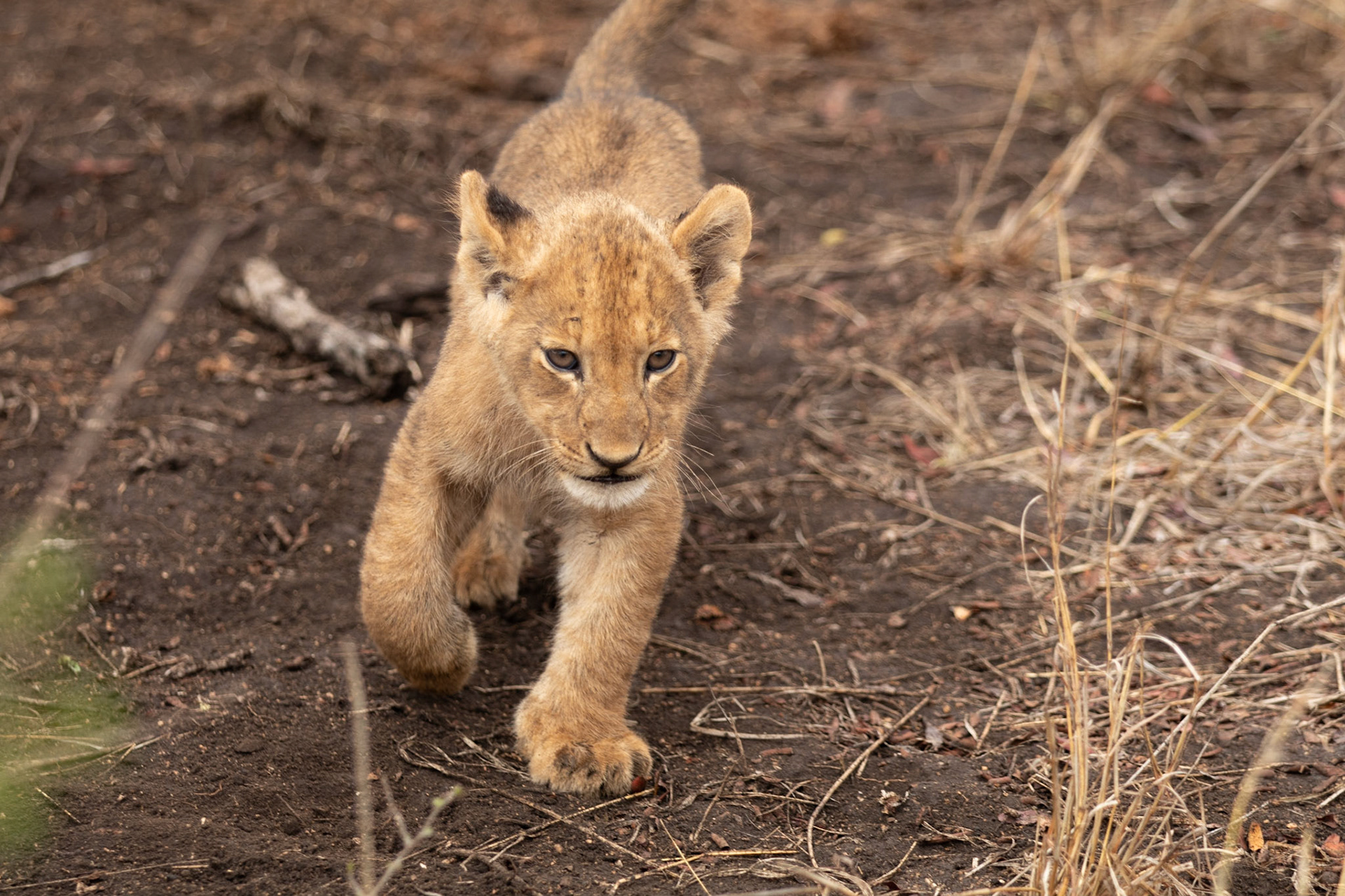 Curious young cub