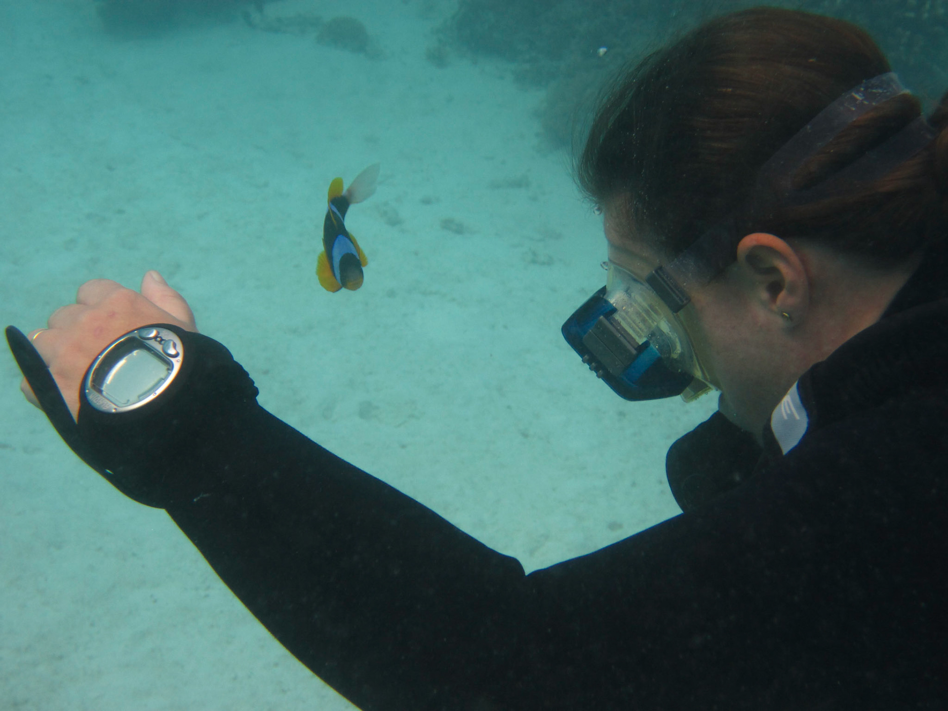 Sue being "bullied" by a clownfish (clark's anemonefish)