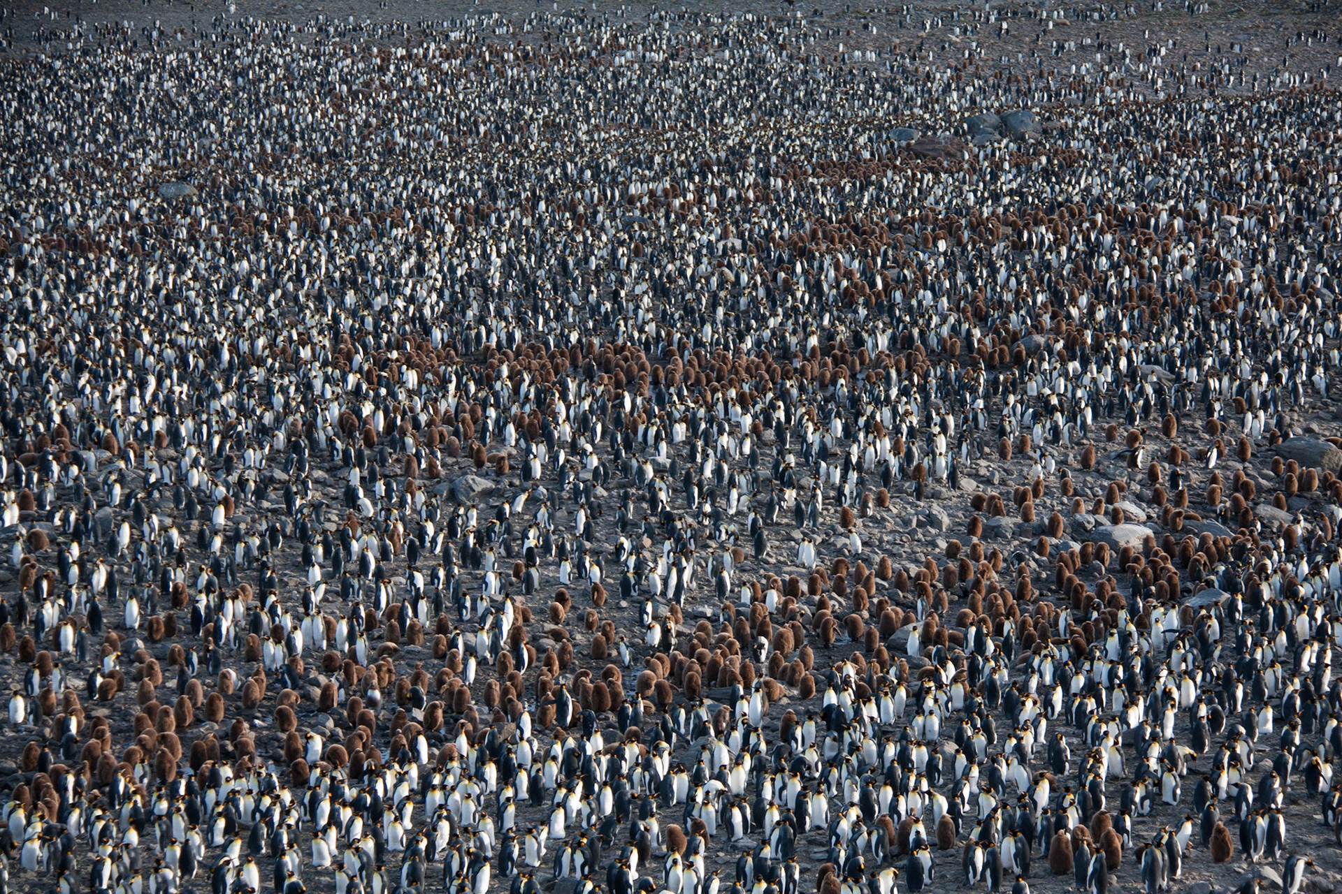 King penguin colony at St Andrew's Bay