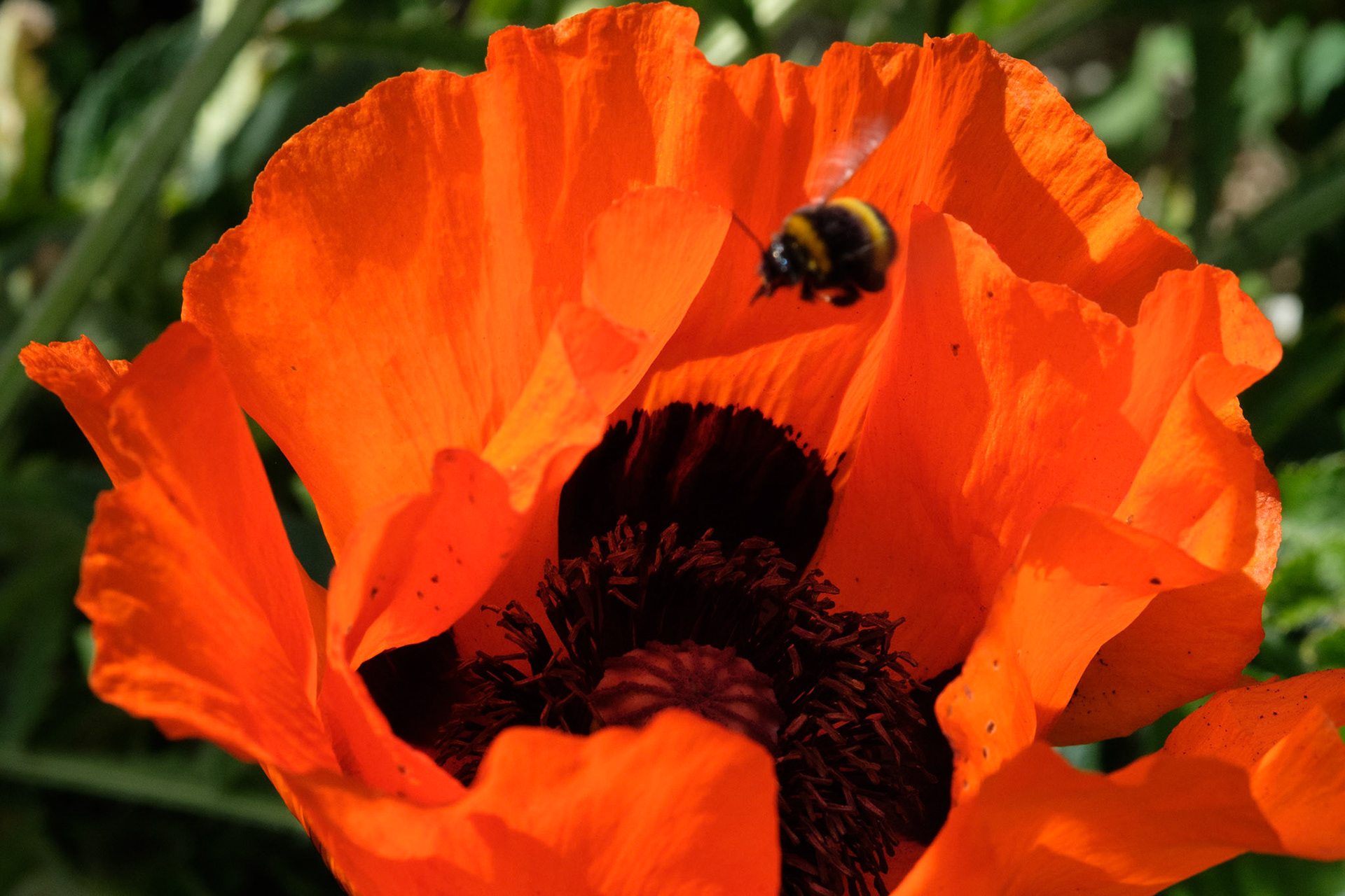 Poppy and bee