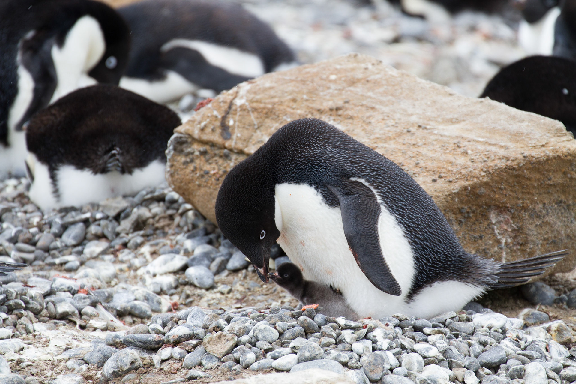 Adelie feeding chick