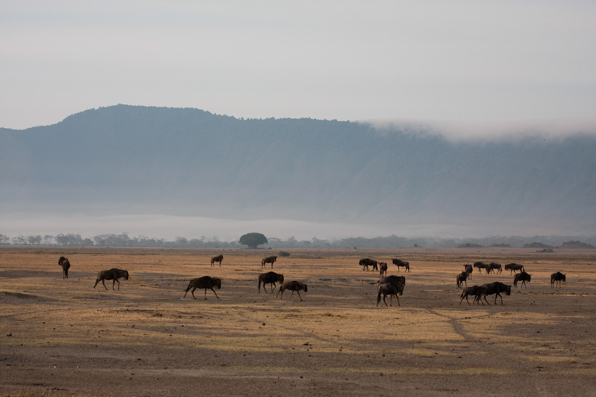Wildebeest on the crater floor