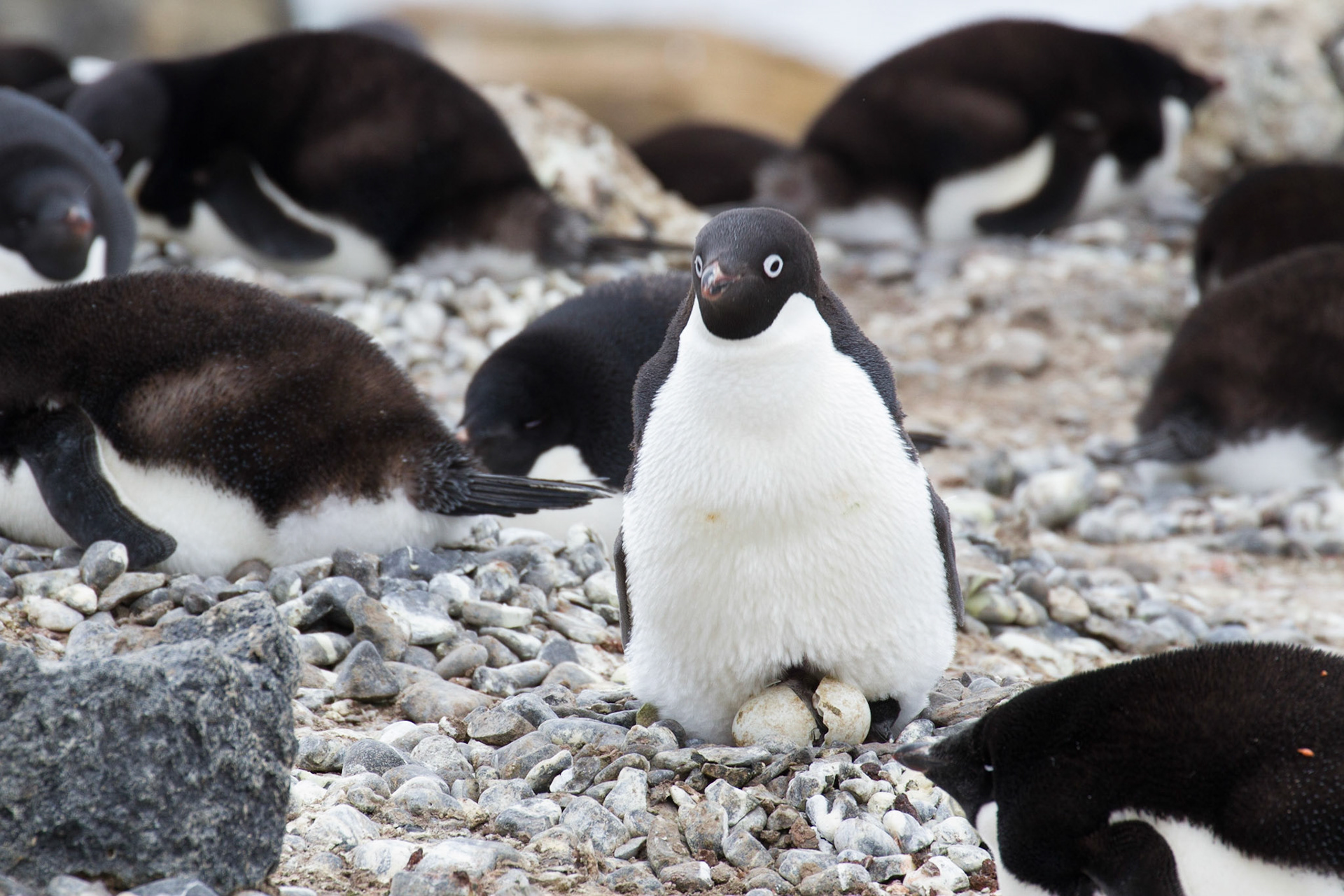 Adelie chick hatching
