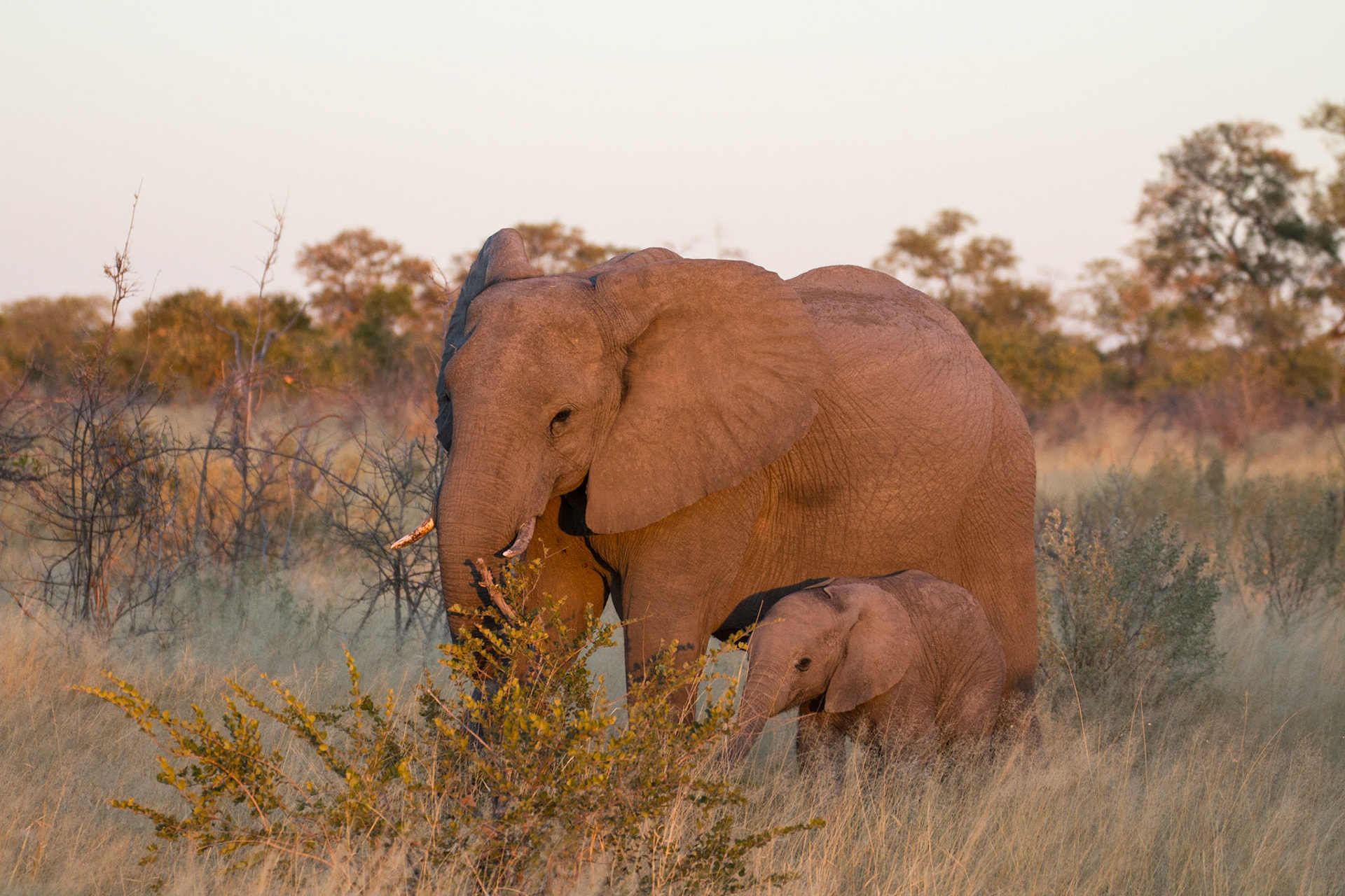 Elephant with young calf