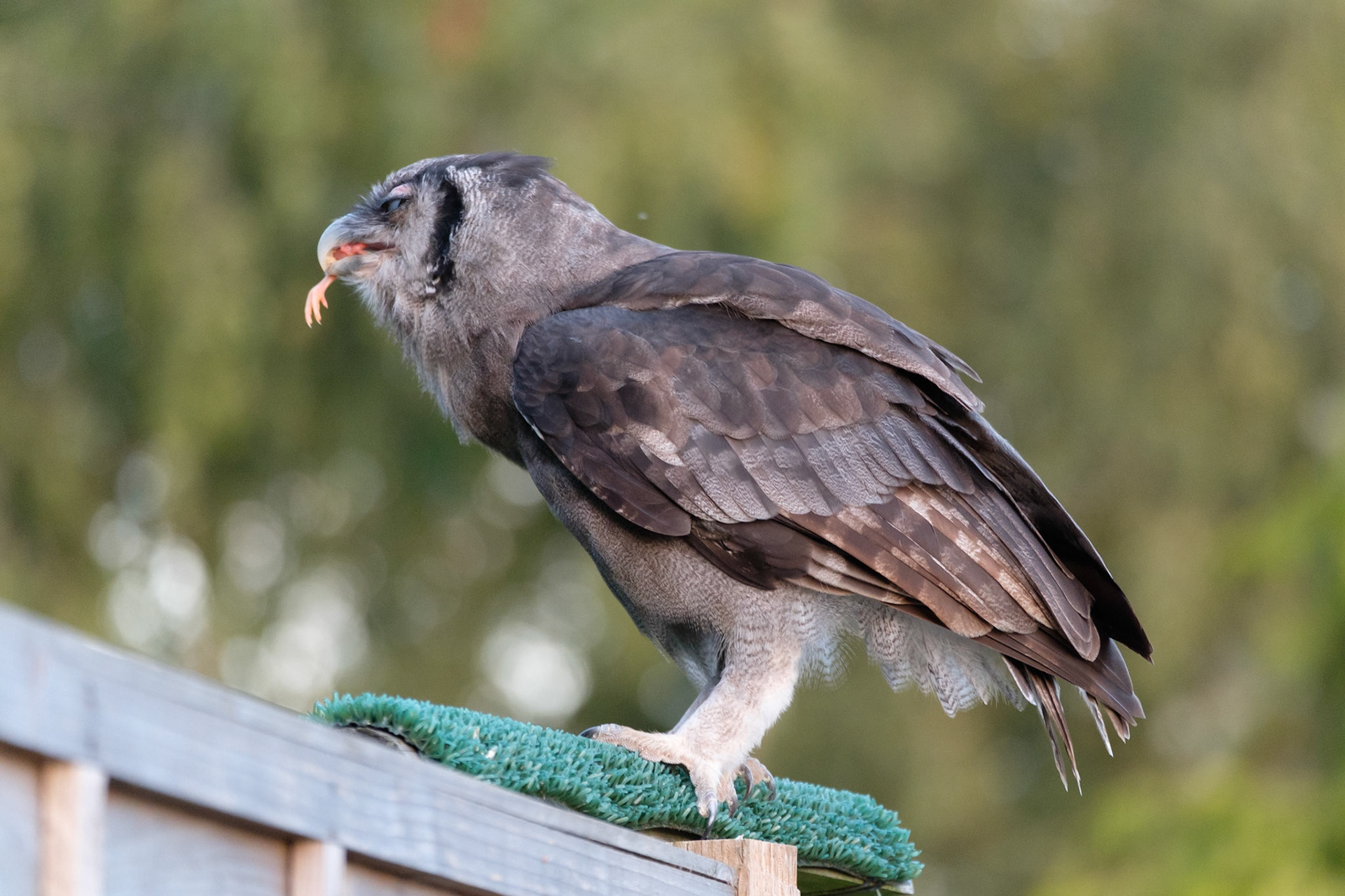 Verreaux’s eagle owl