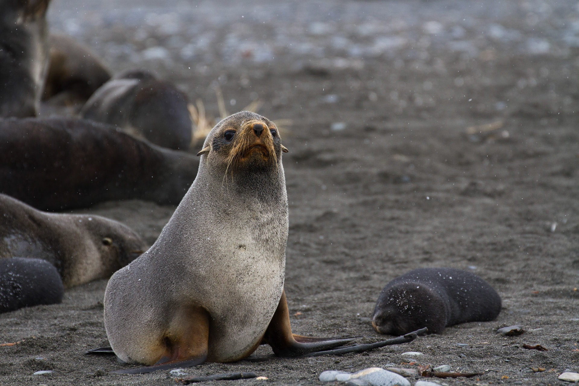 Fur seal and pup