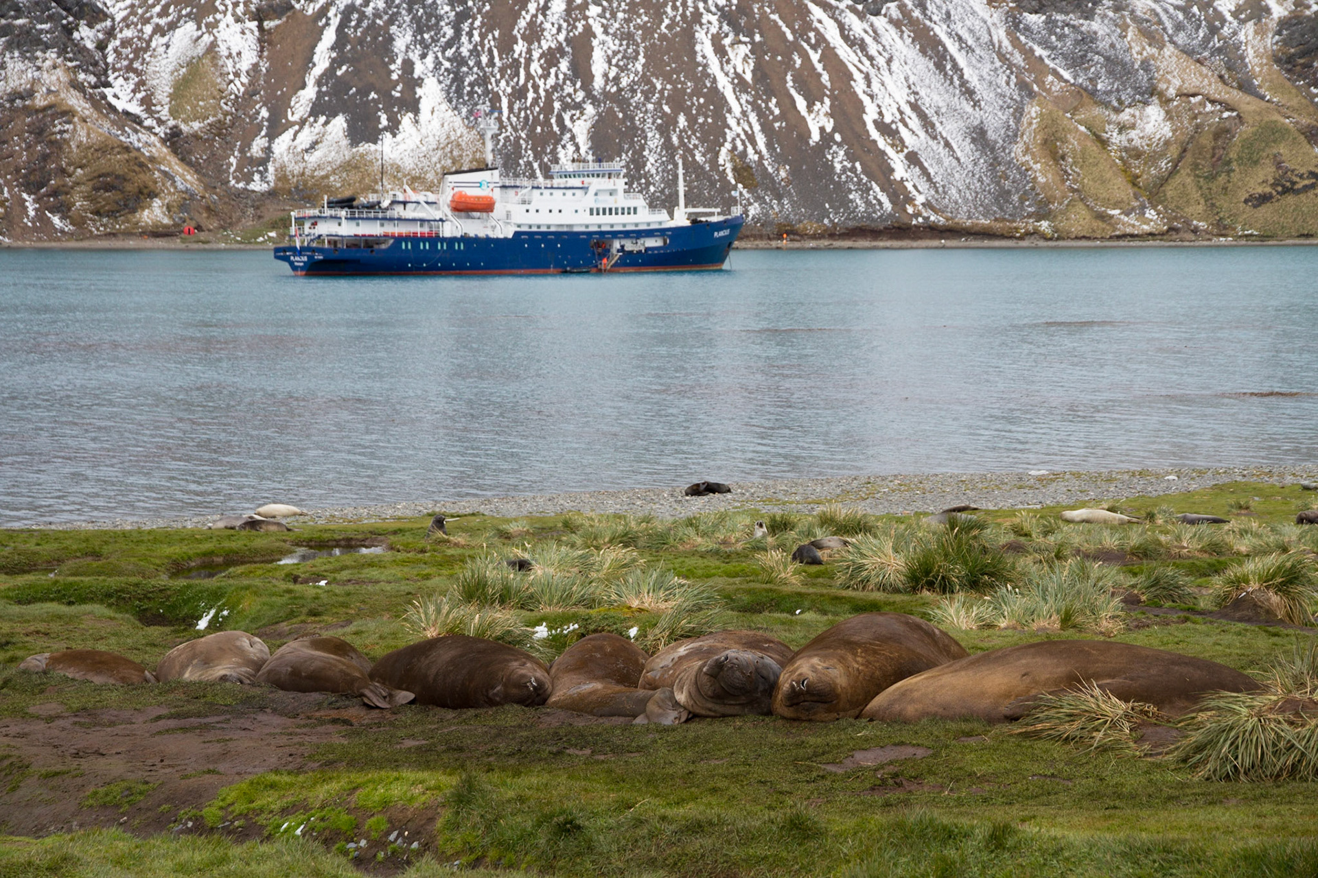 Elephant seals and Plancius at Grytviken