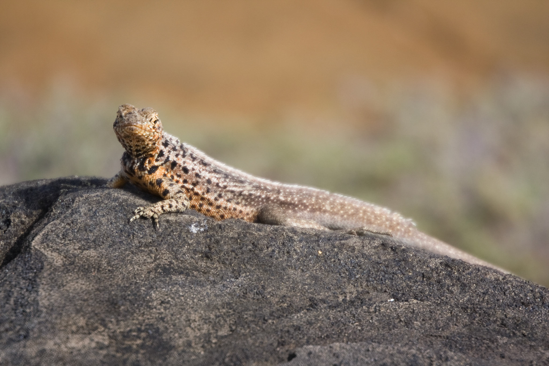 Lava lizard