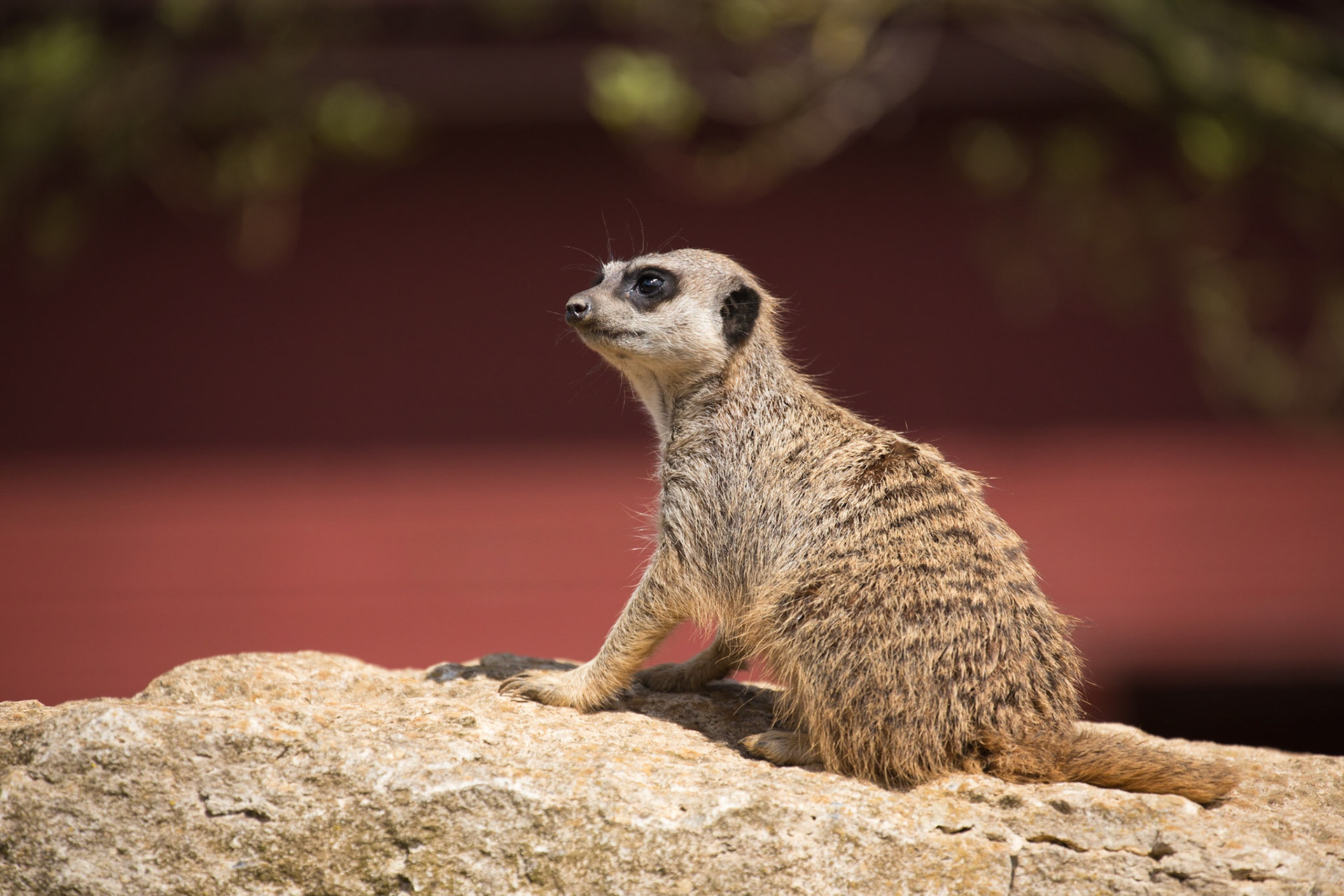Meerkat