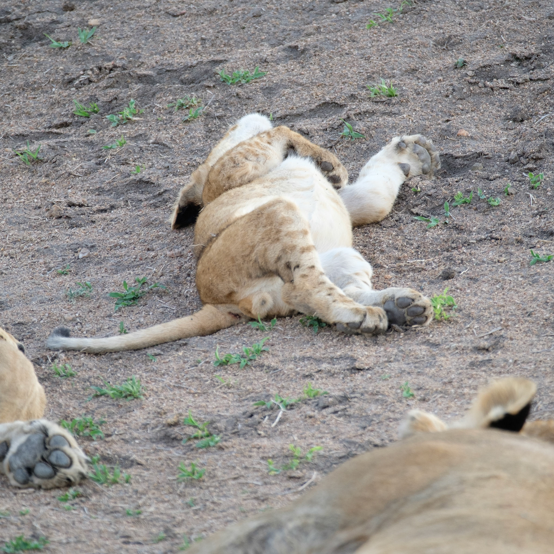 Lion cub with a full tummy!