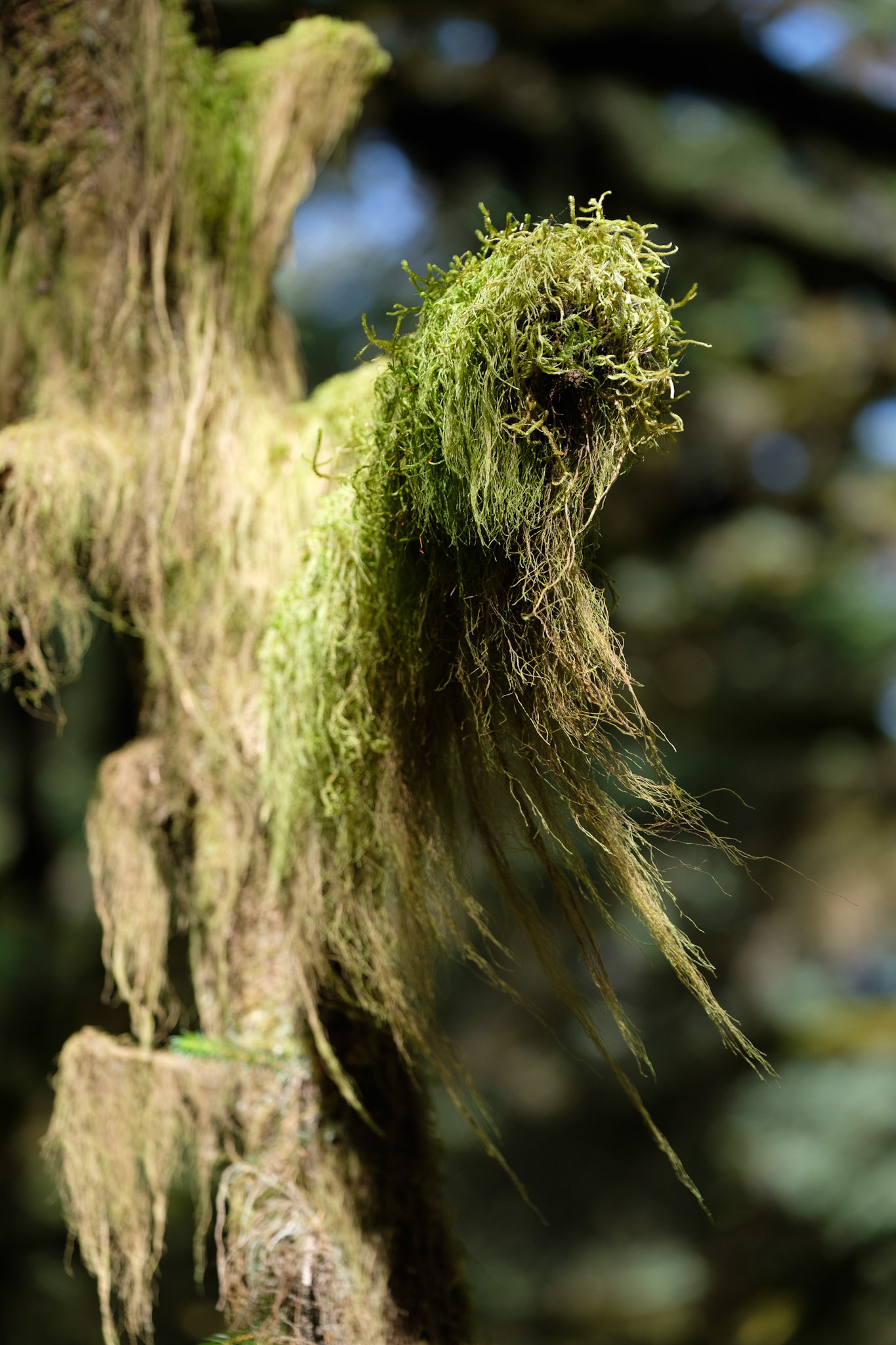 Moss on trees
