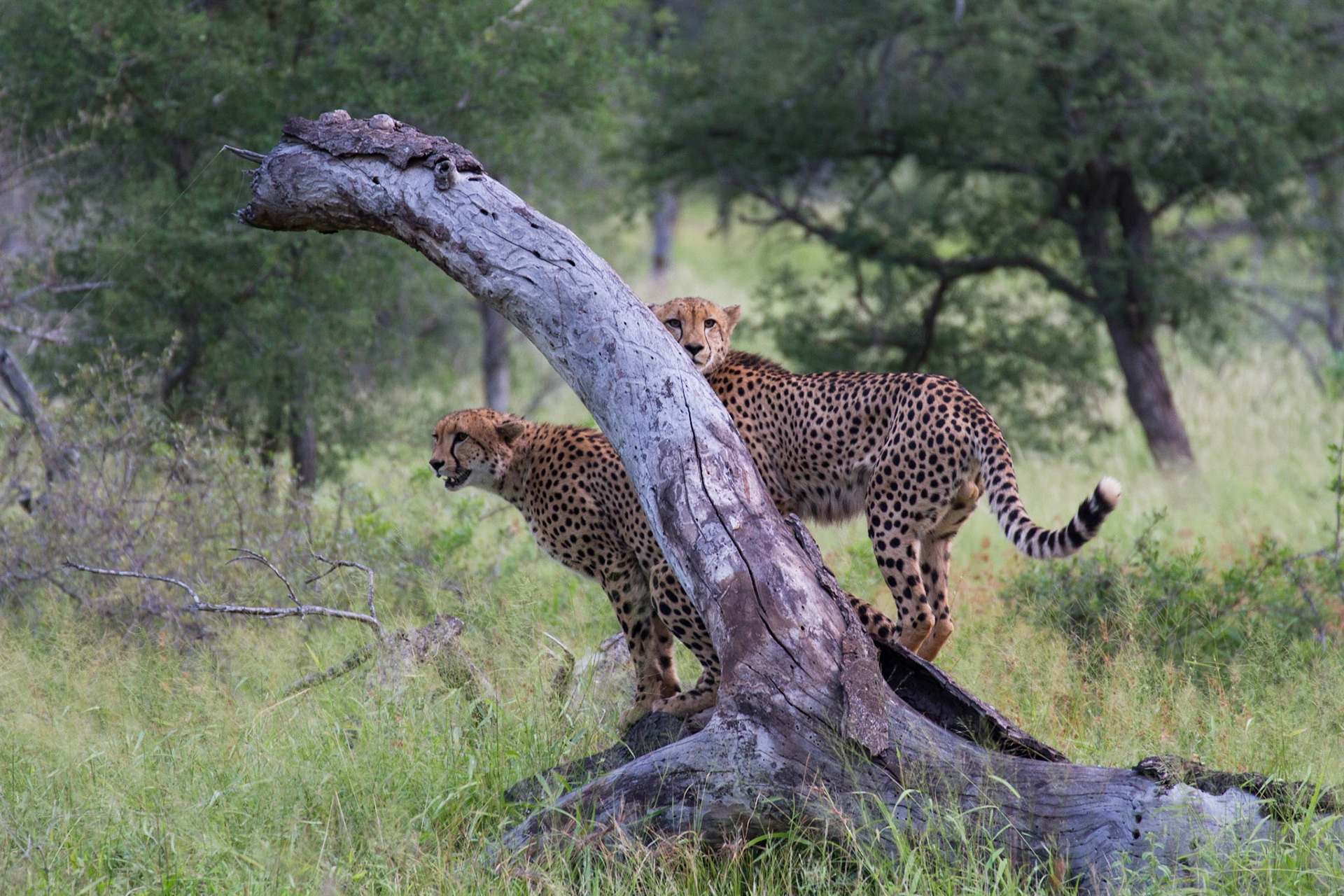 Surveying their surroundings