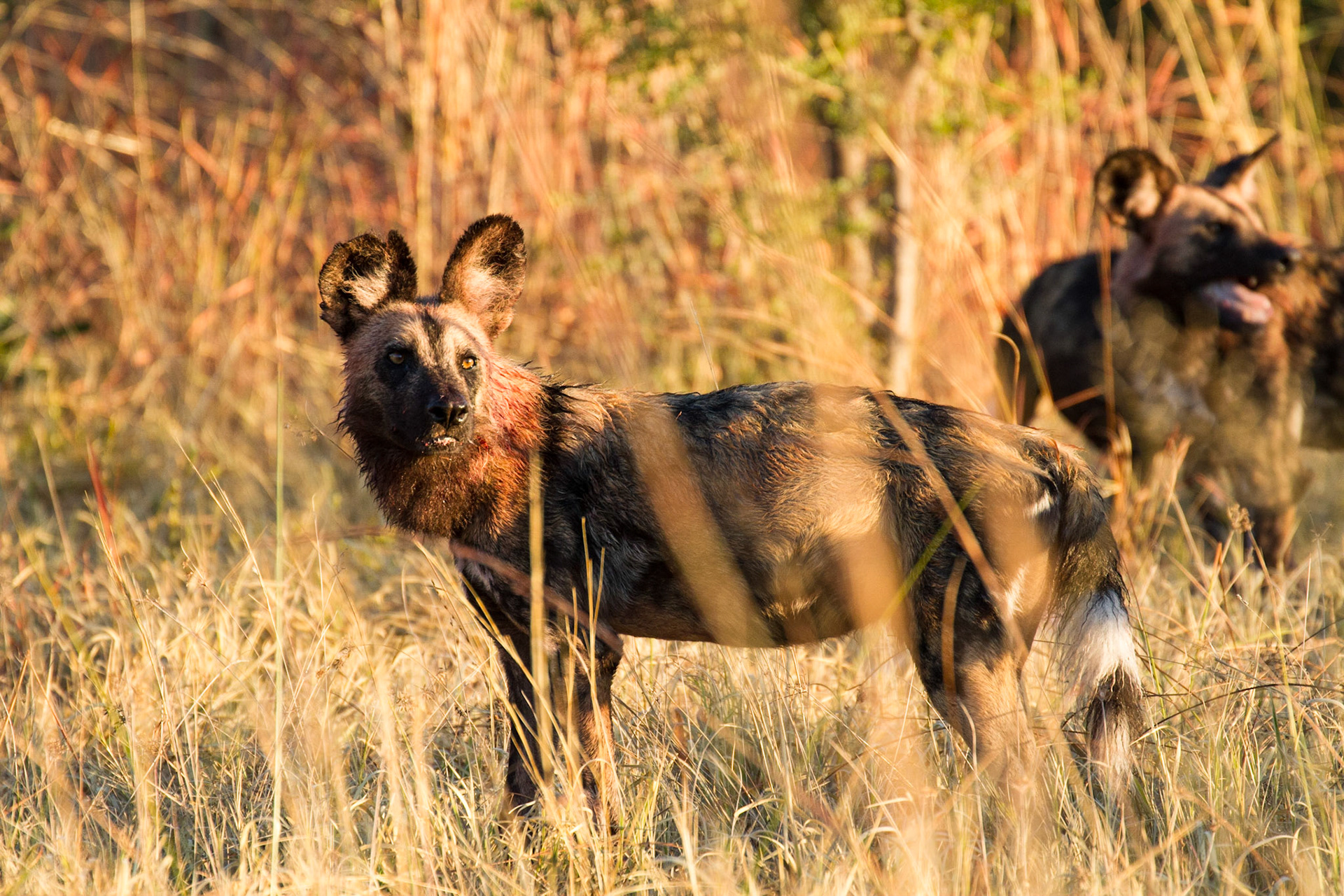 Wild dog after feeding on a kill