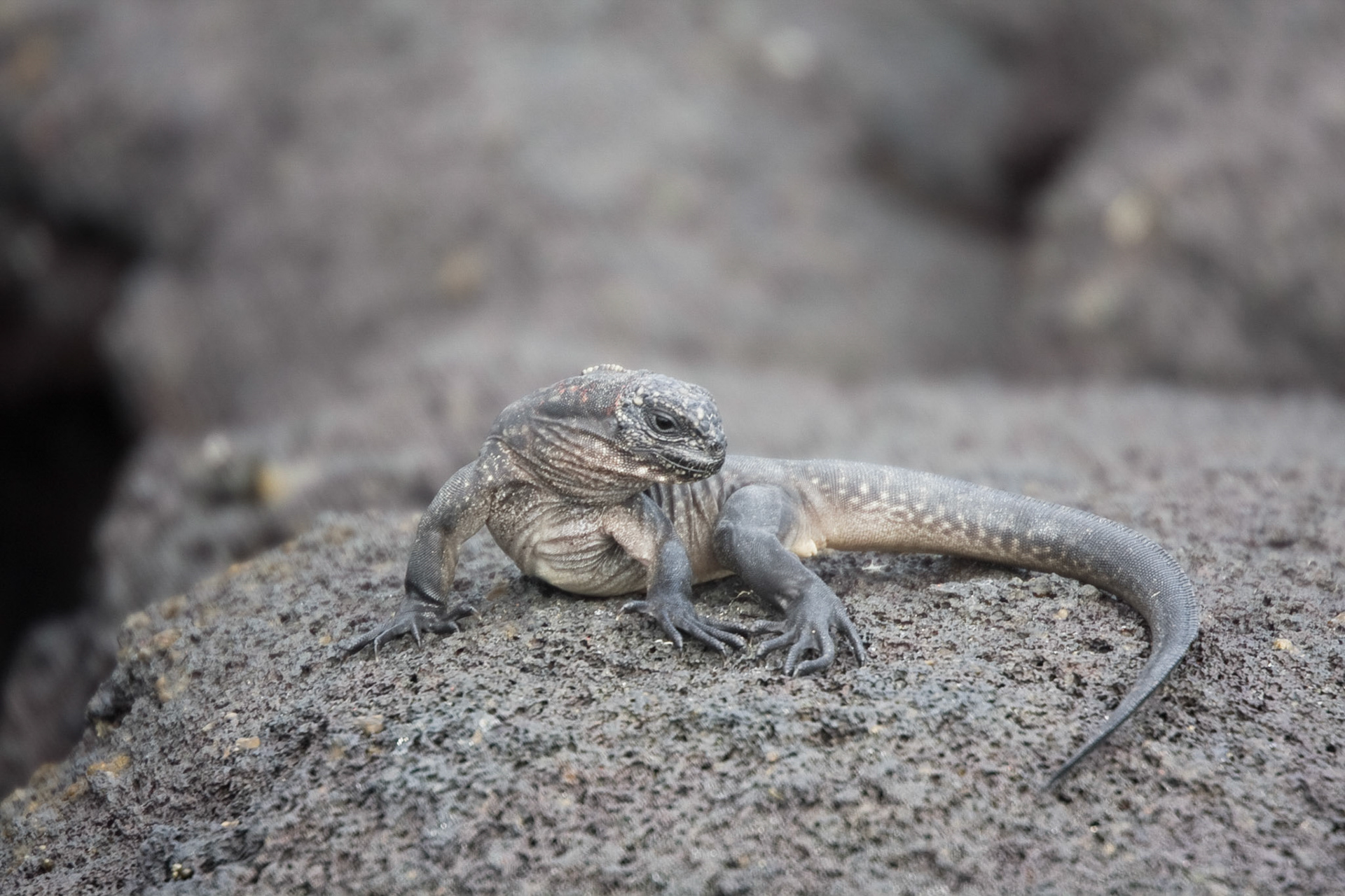 Baby marine iguana