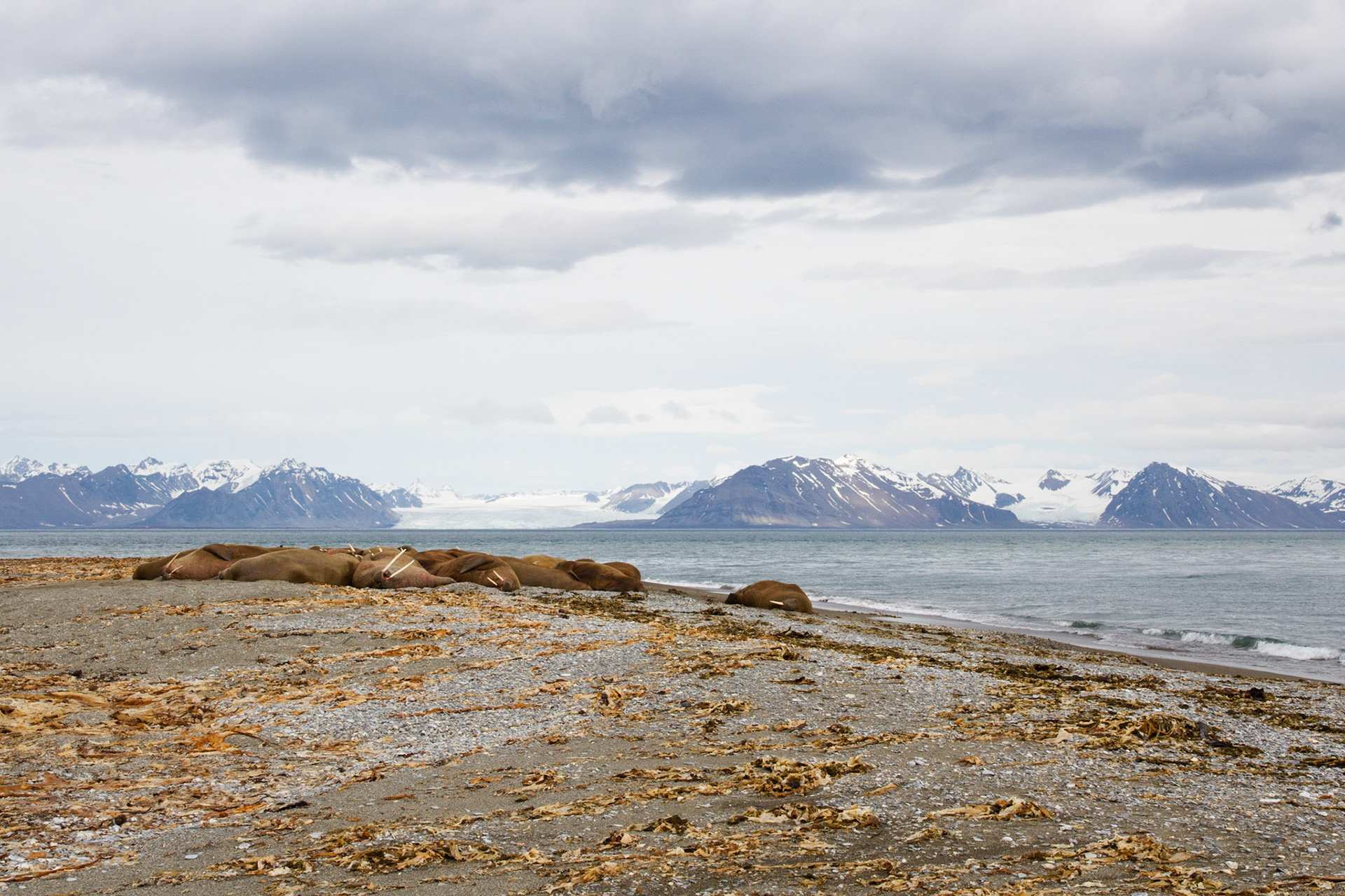 Walrus haul out at Poolepynten