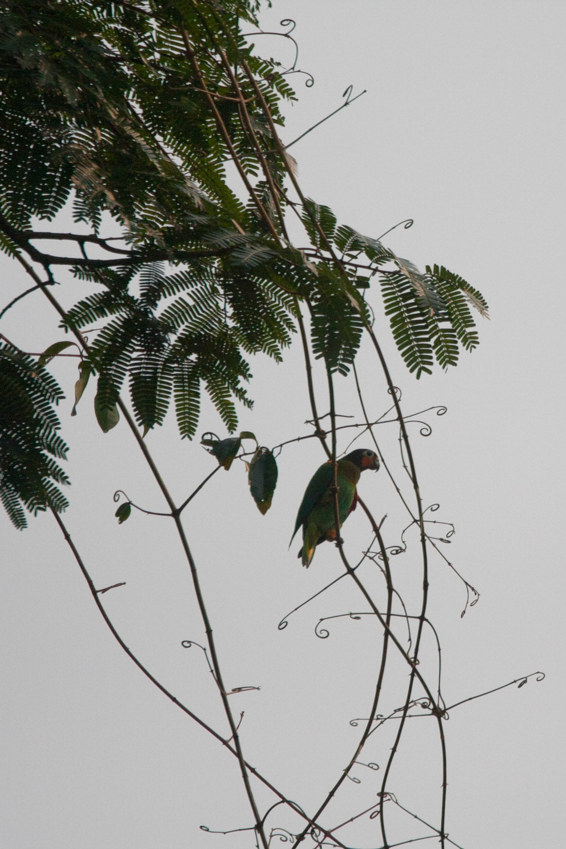 Orange cheeked parrot
