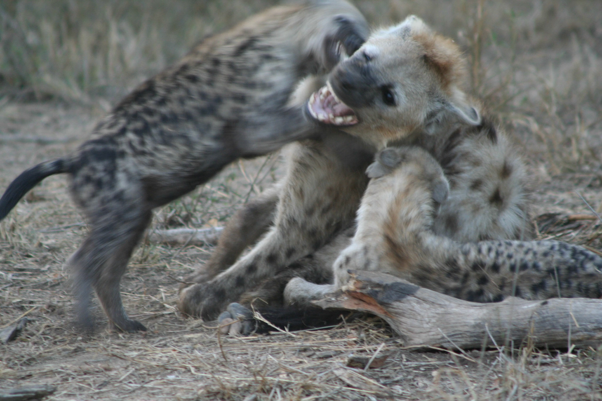 Hyena cubs playing with sub adult in den