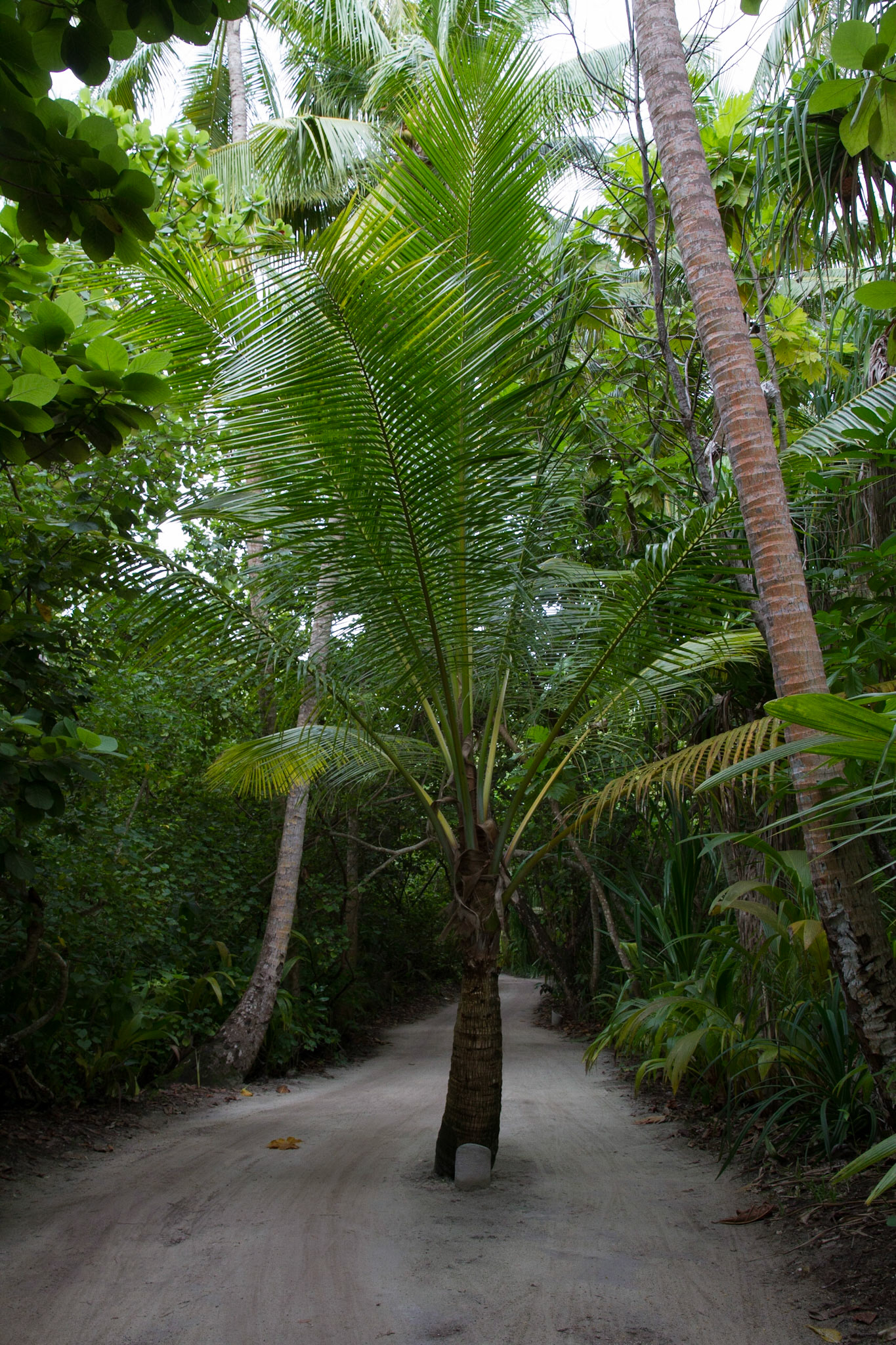 One of the "roads" on the island