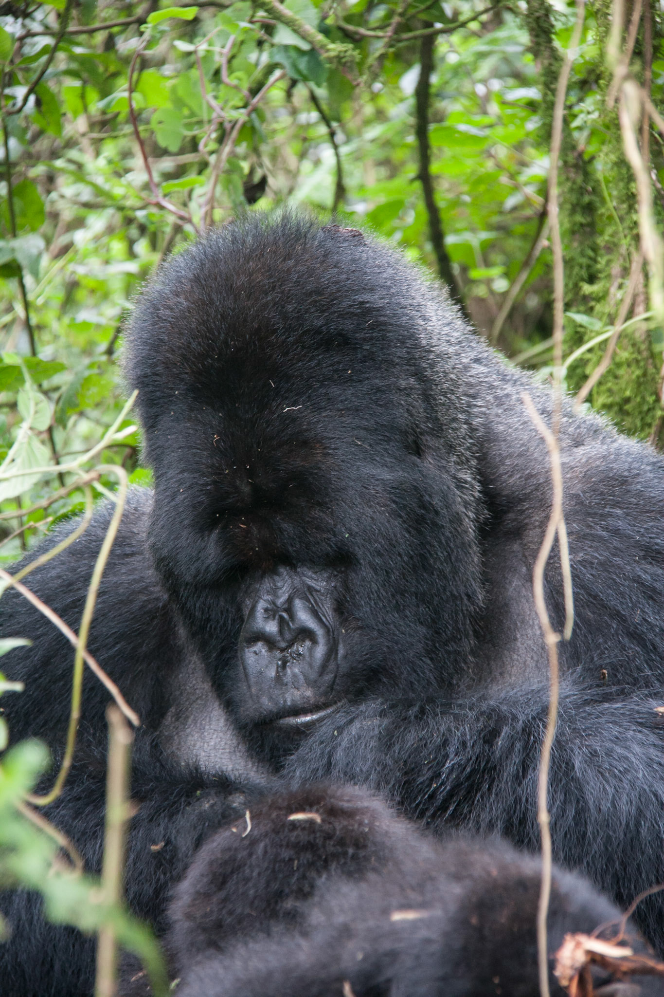 Lucky, the silverback