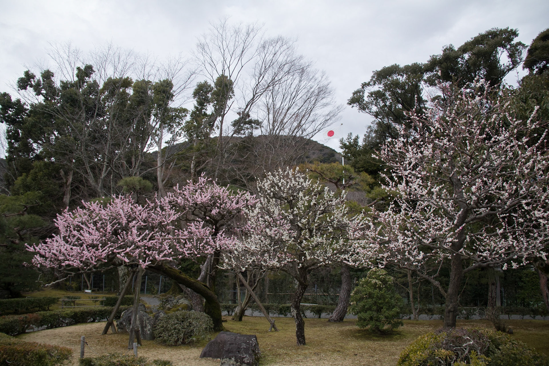 Plum blossom, Ise Jingu inner shrine