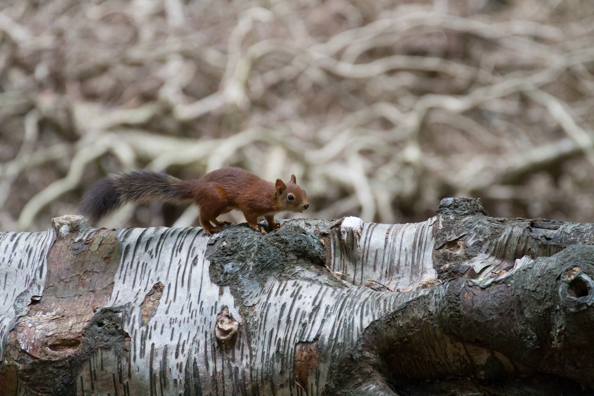 Red squirrel in the woods, Brownsea Island