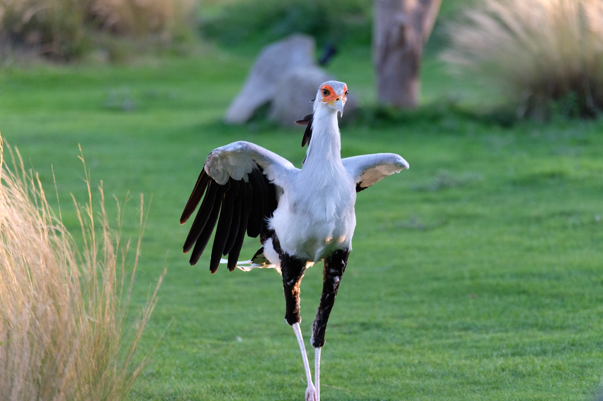 Secretary bird