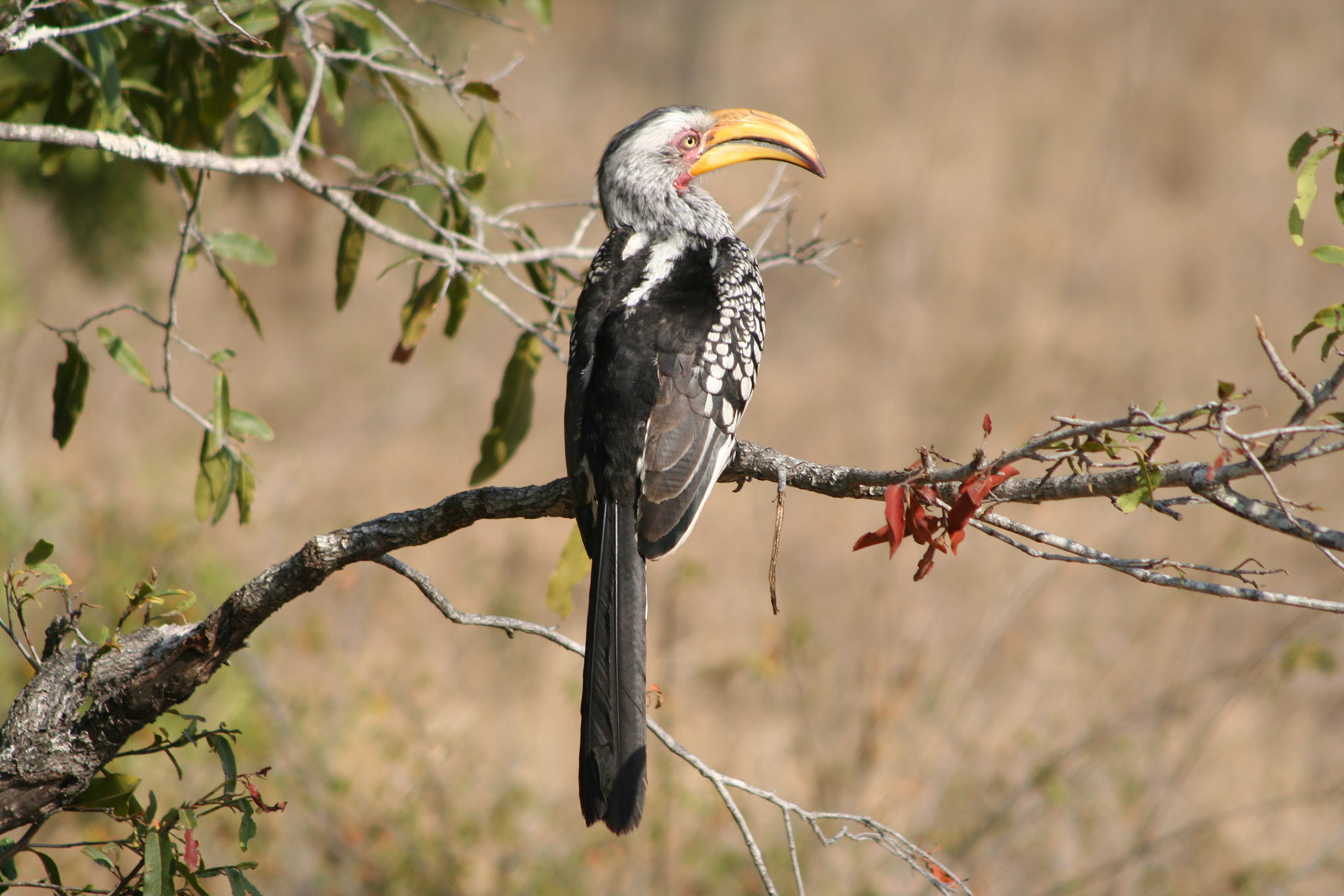 Yellow billed hornbill