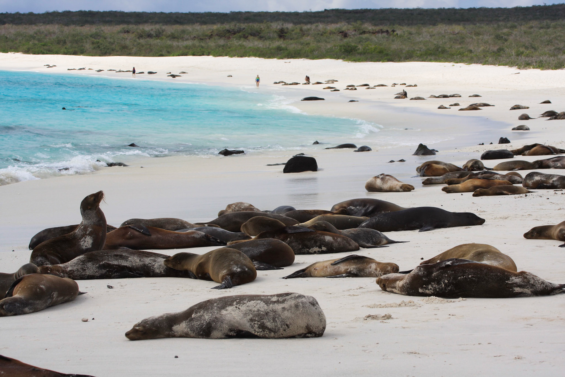 Gardner Bay, Espanola island