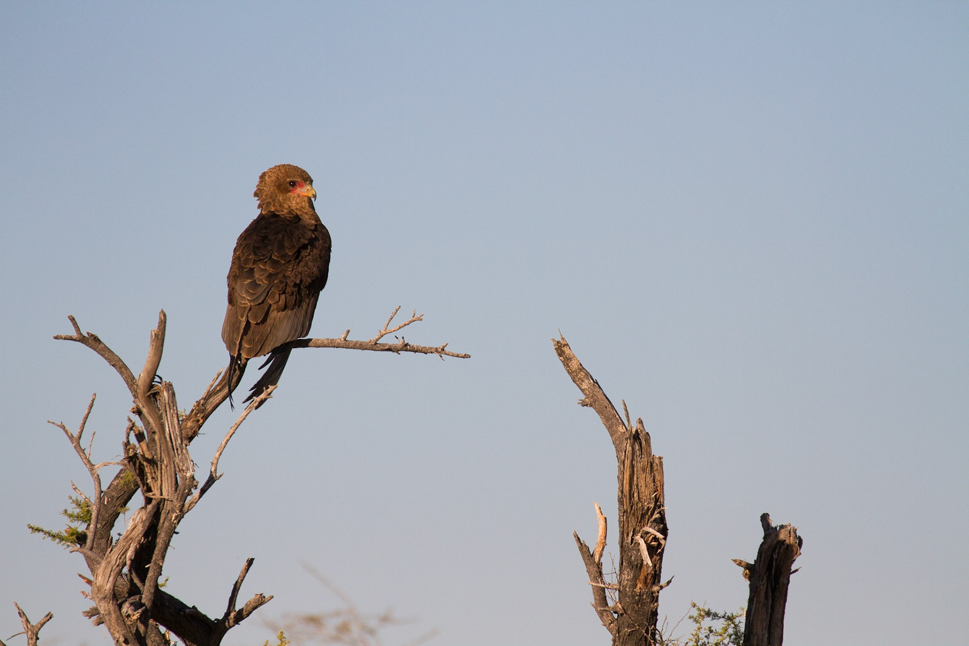 Bateleur (juvenile)