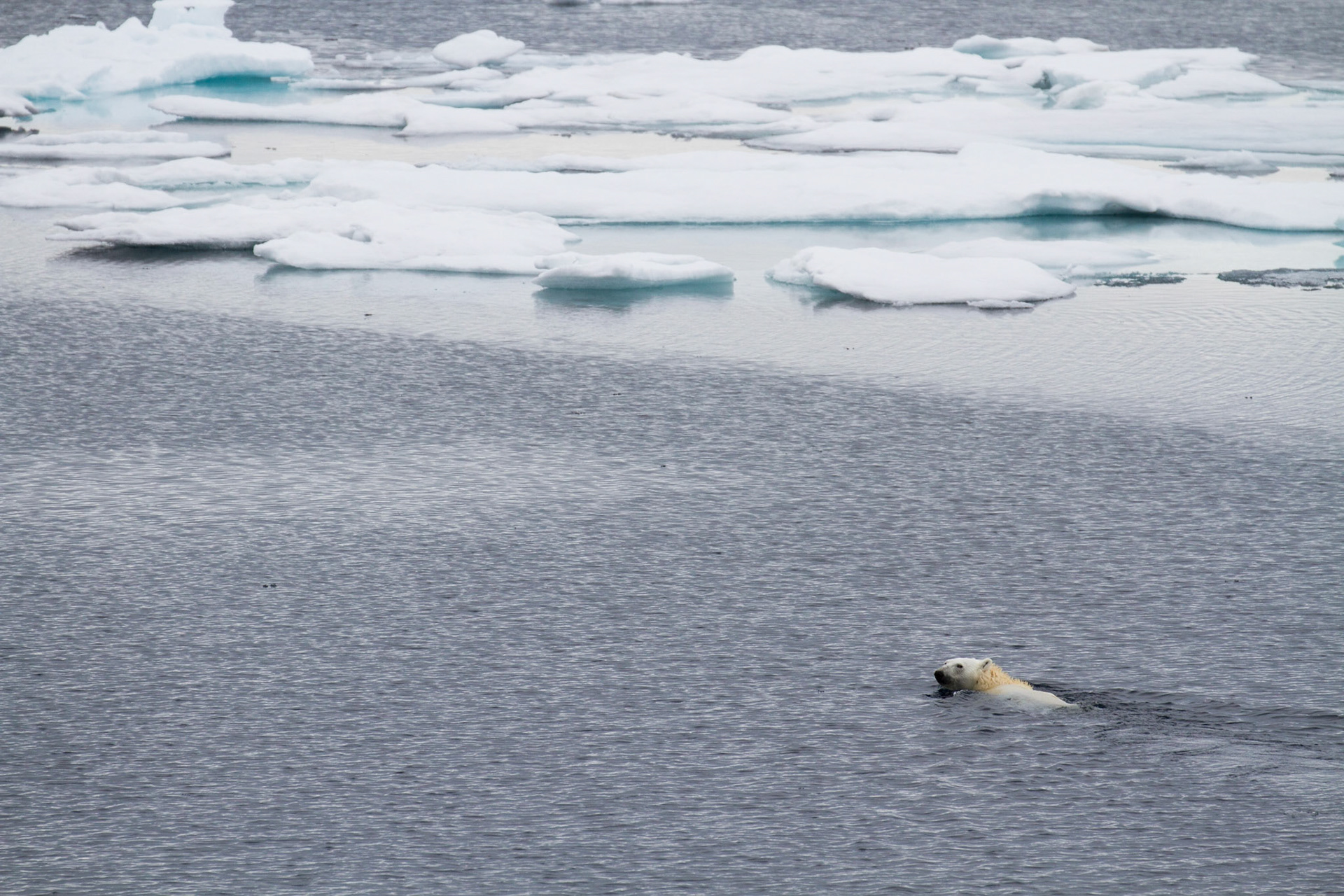 Polar bear swimming