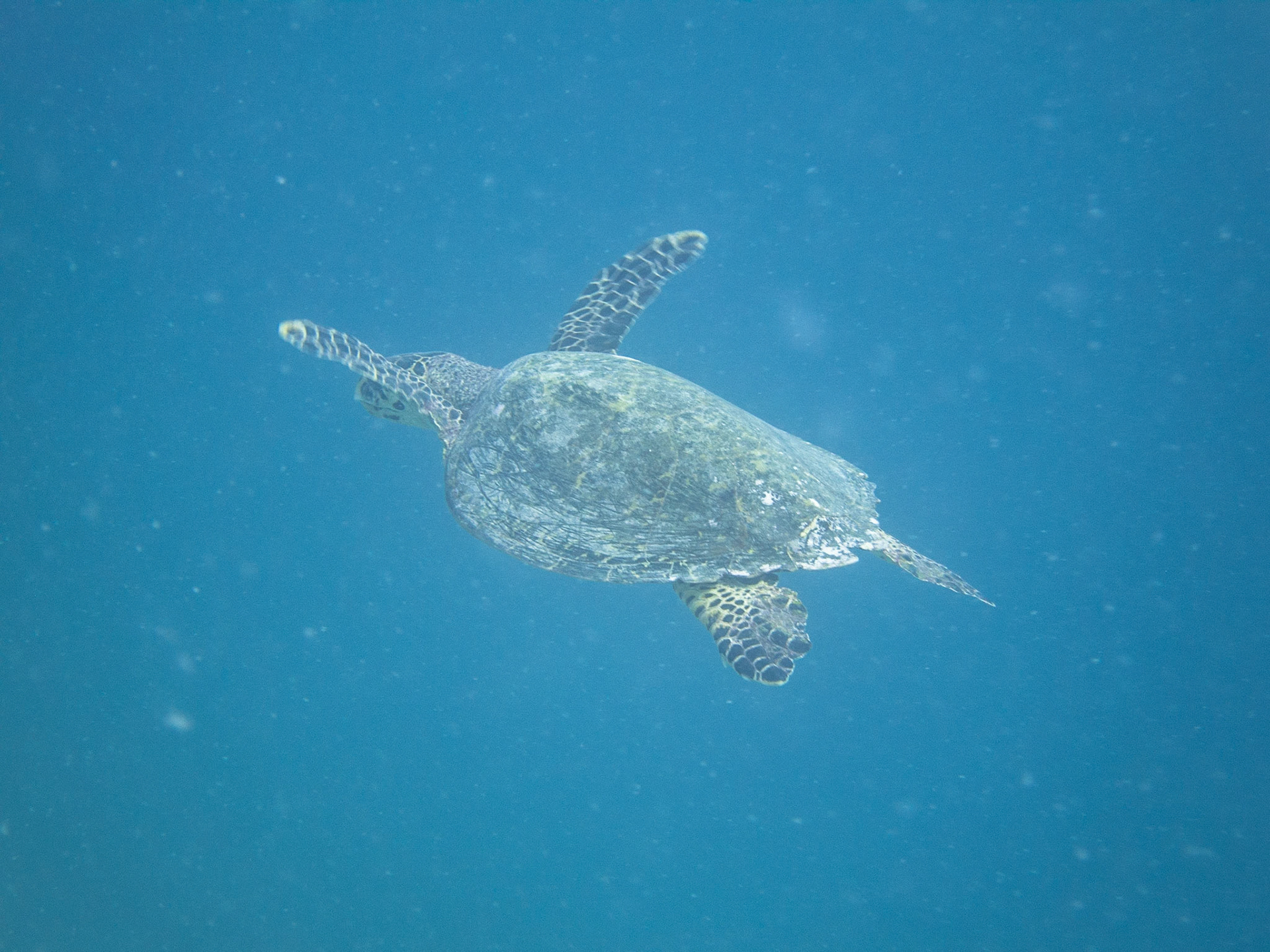 Green turtle