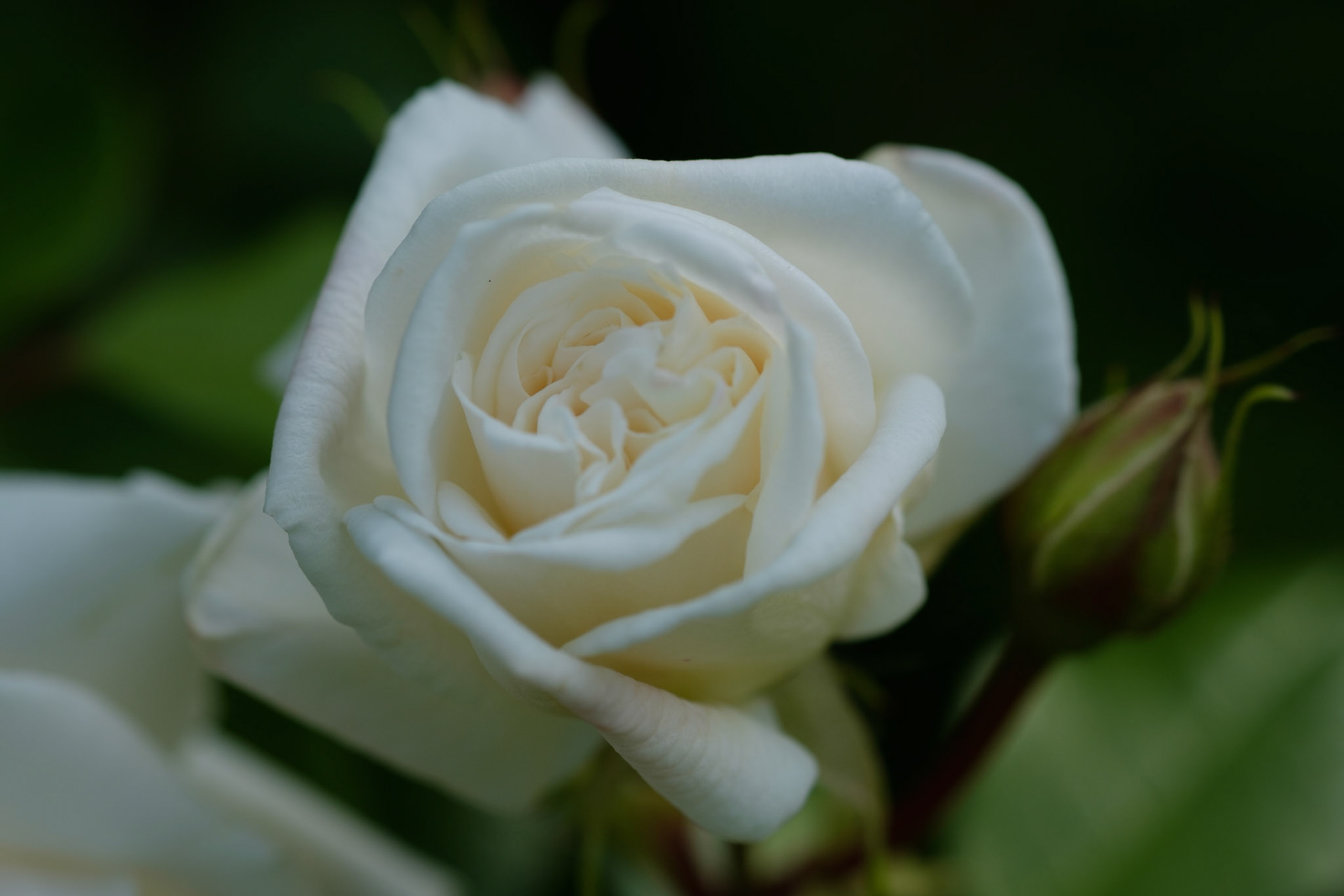 Rose (back curved bed)