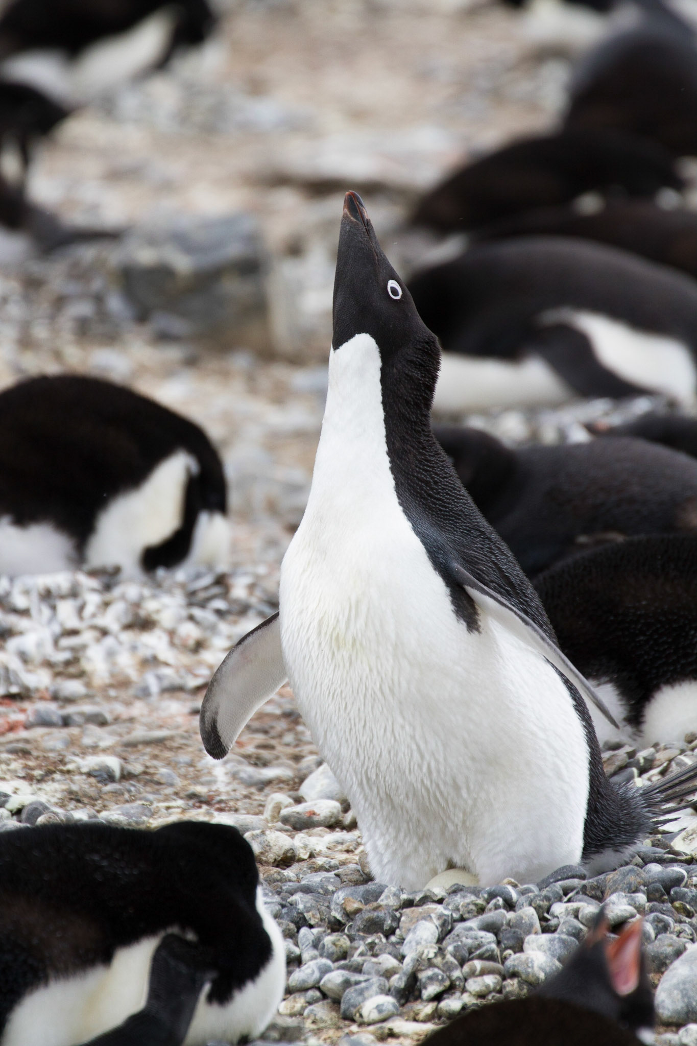Adelie penguin incubating an egg