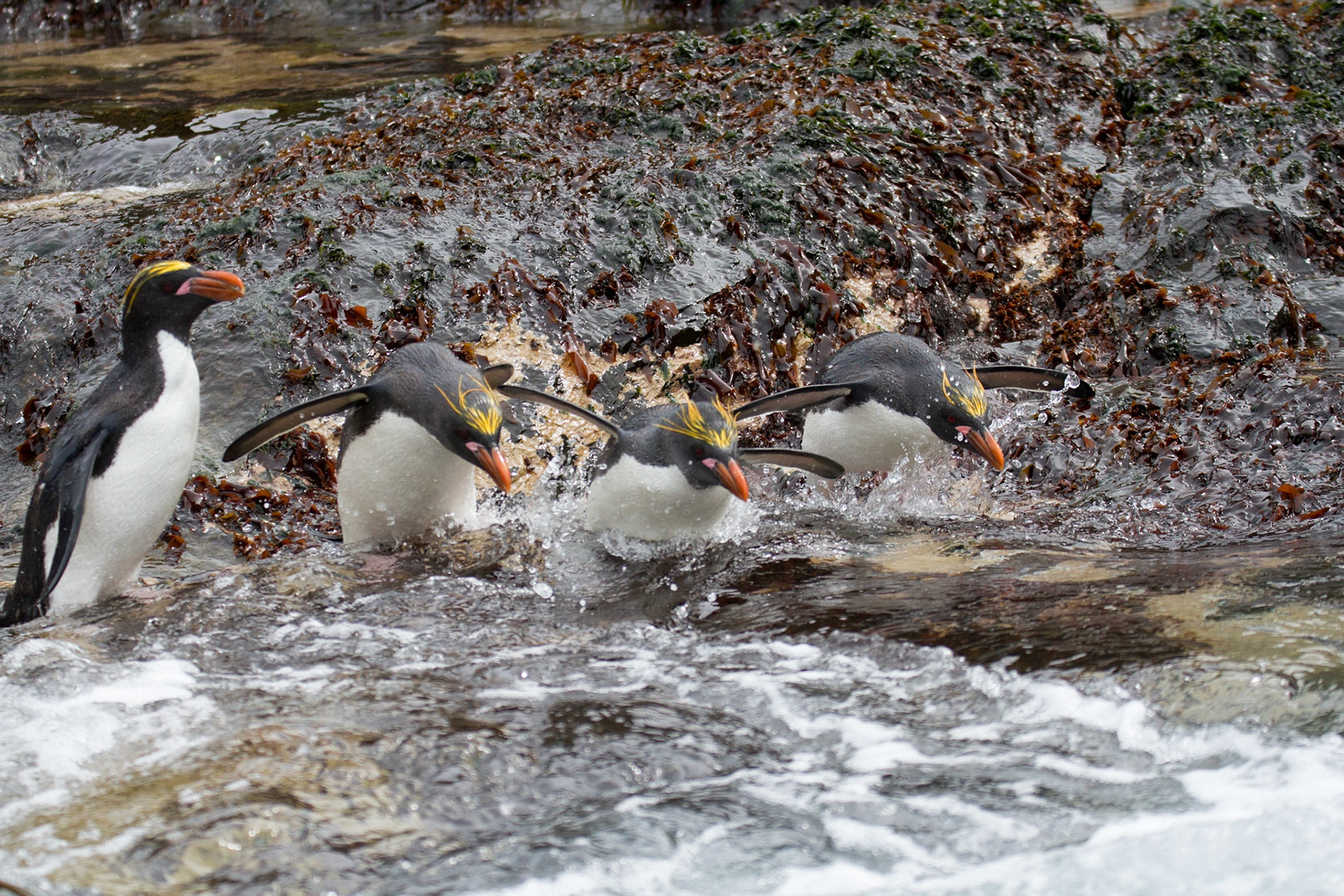 Macaroni penguins