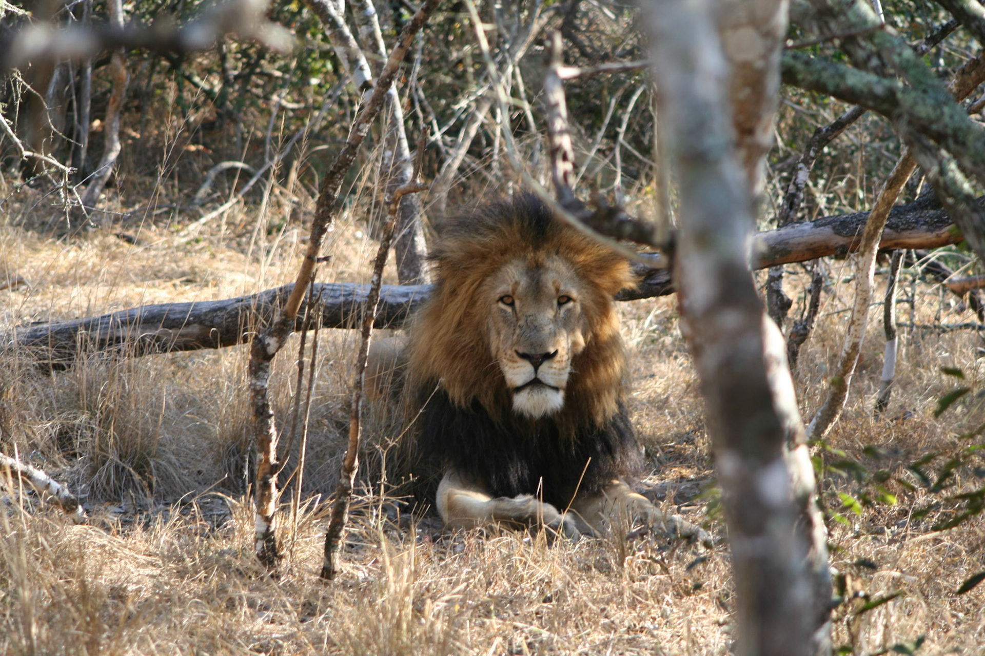 Male lion (largest in the north of Phinda)