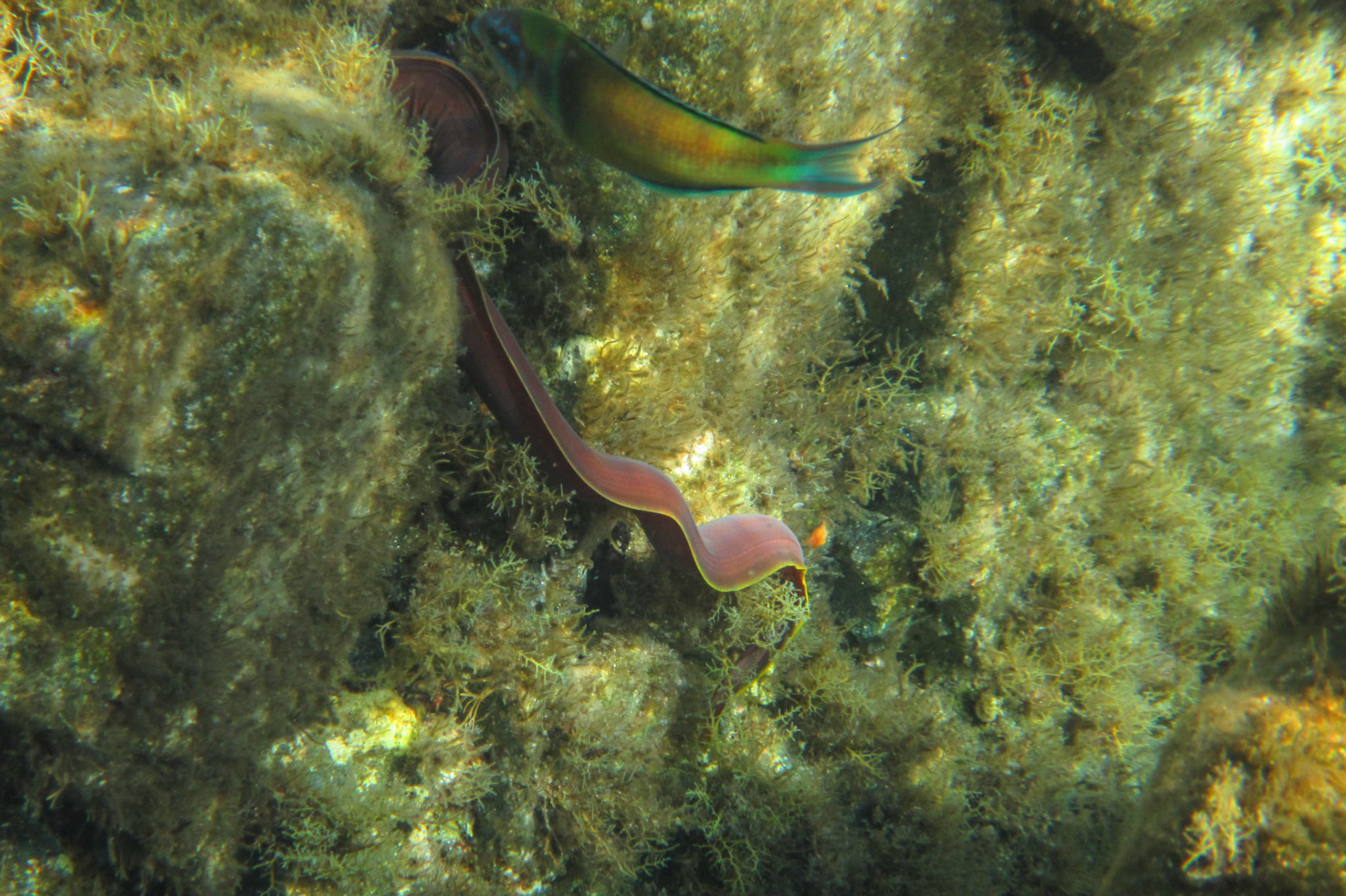 Snorkelling at St George's island