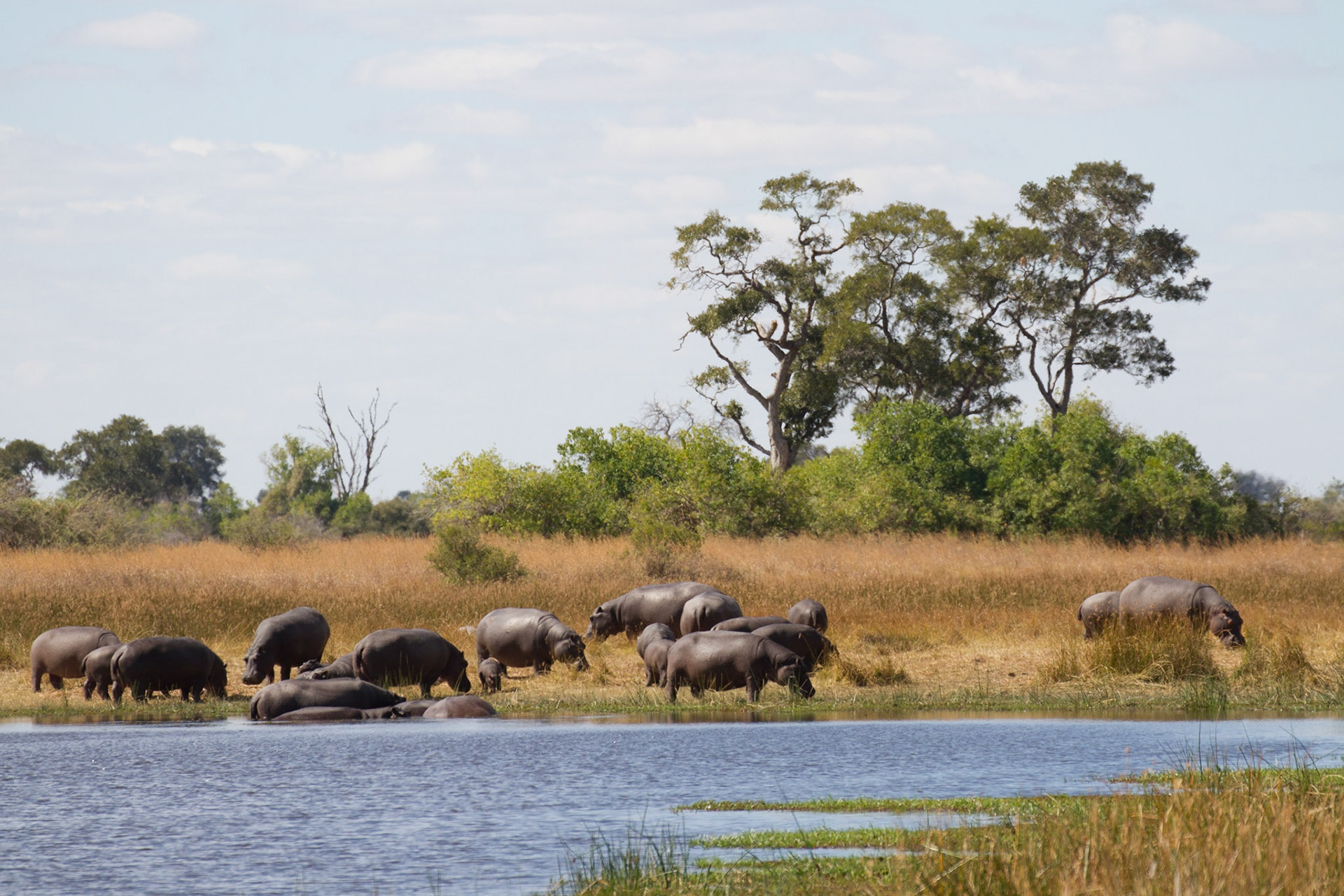 Hippos at Selinda