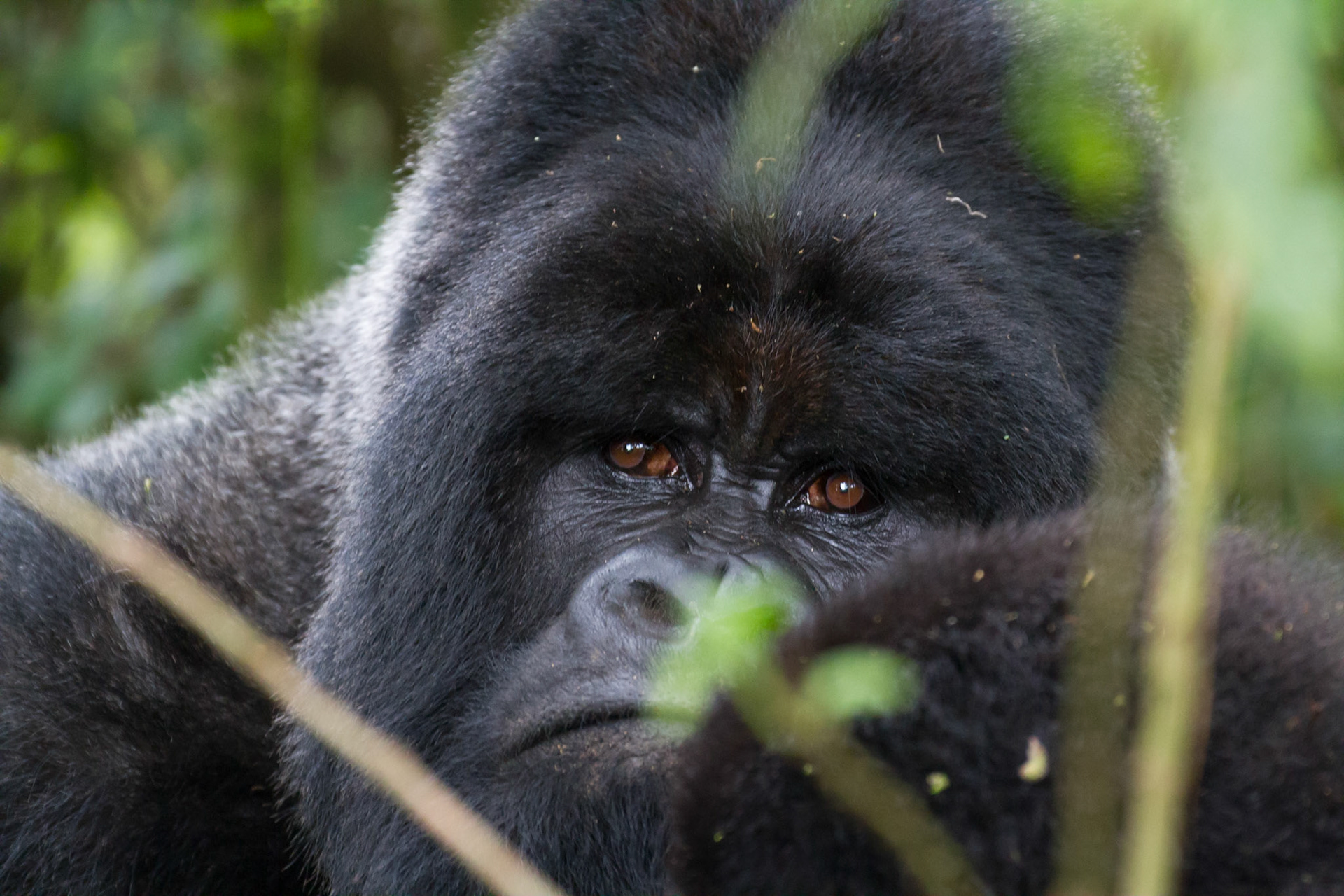 Lucky, the silverback