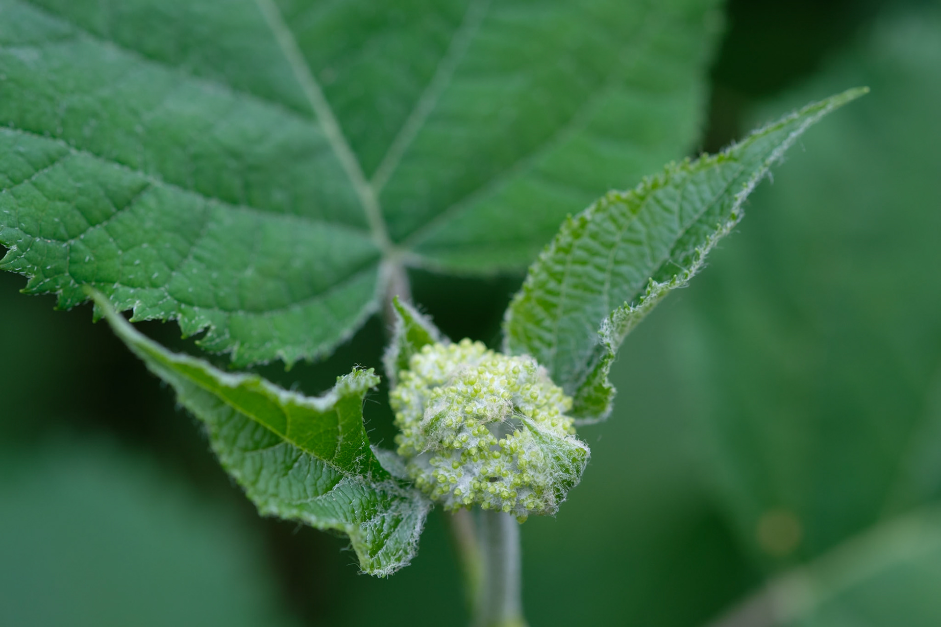 Hydrangea flower bud