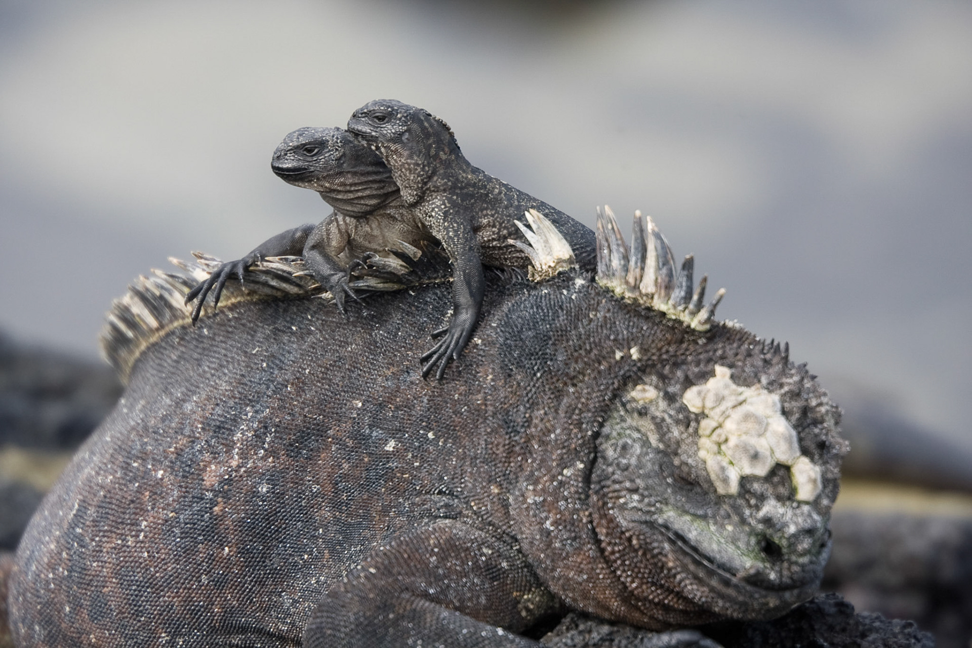 Marine iguanas